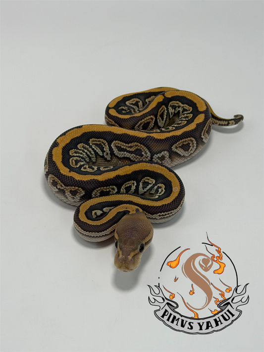 Black pastel cypress hypo het clown macho
