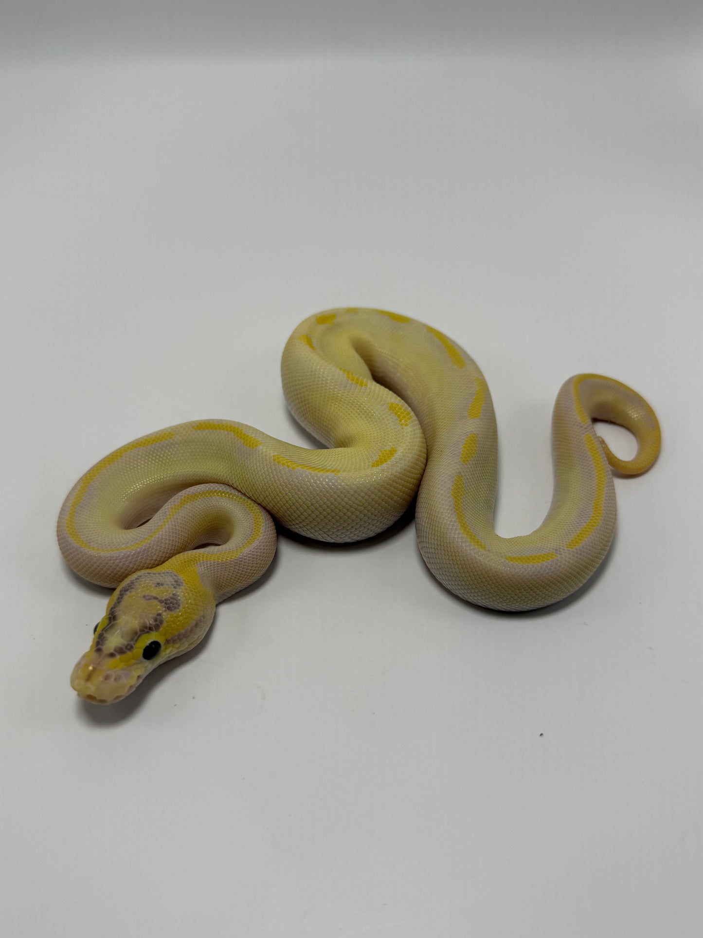 Ivory enchi od poss fire het clown macho