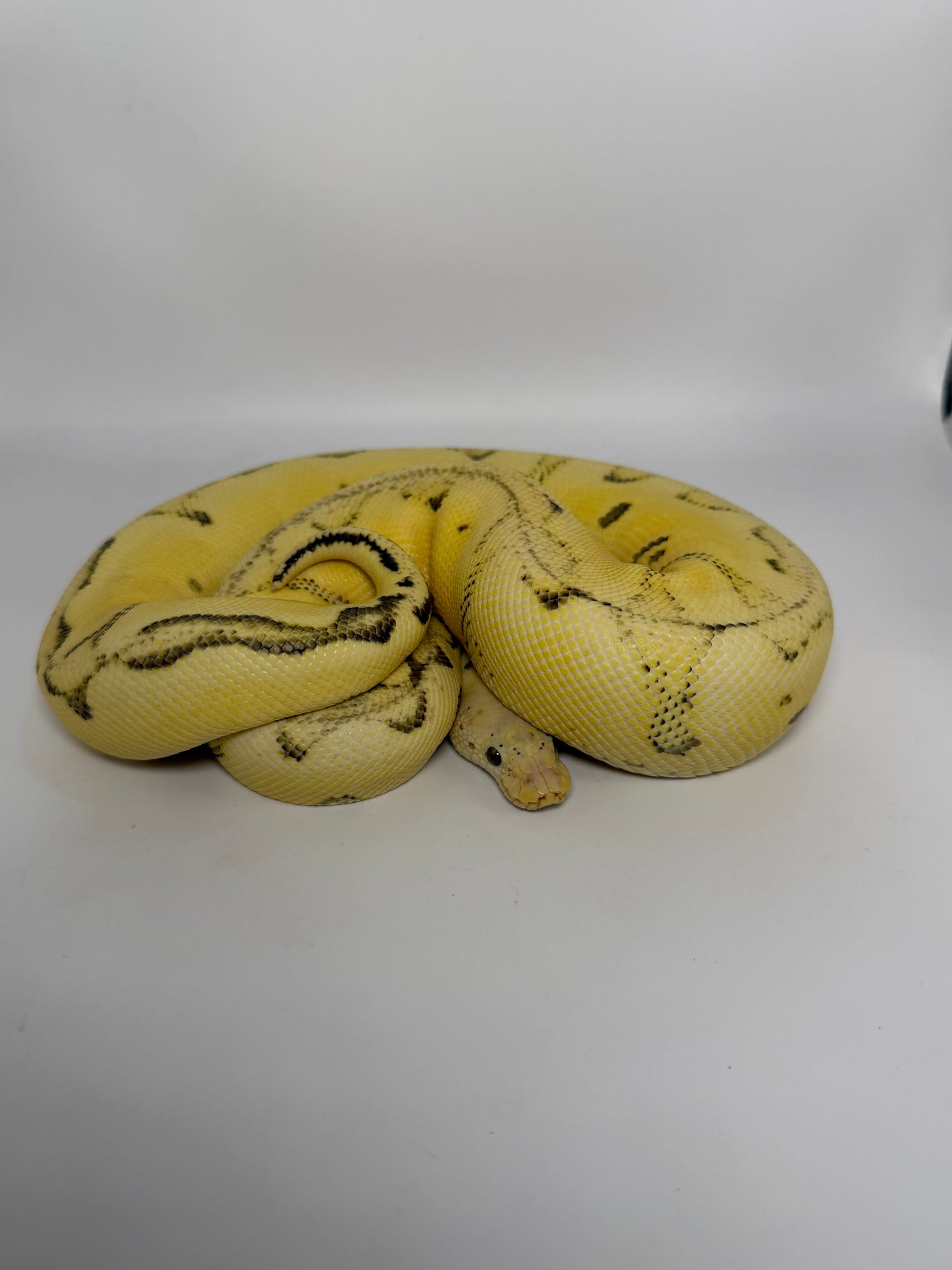 Dg clown enchi pastel hembra