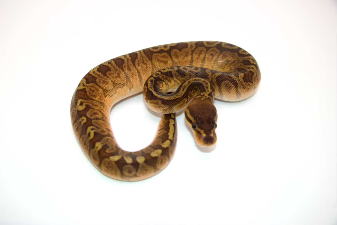 Sunset 100% het clown hembra