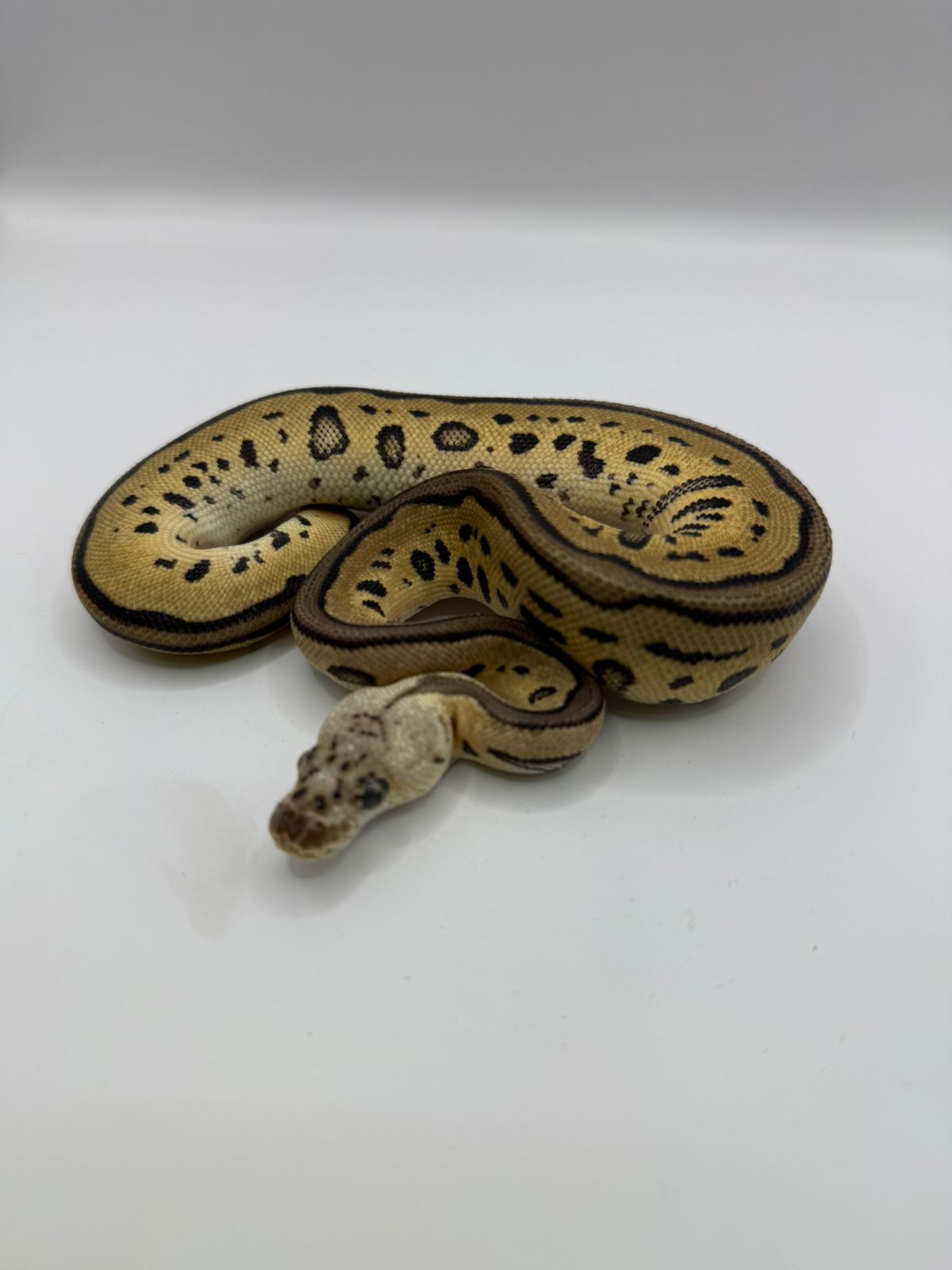 Leopard pastel clown hembra