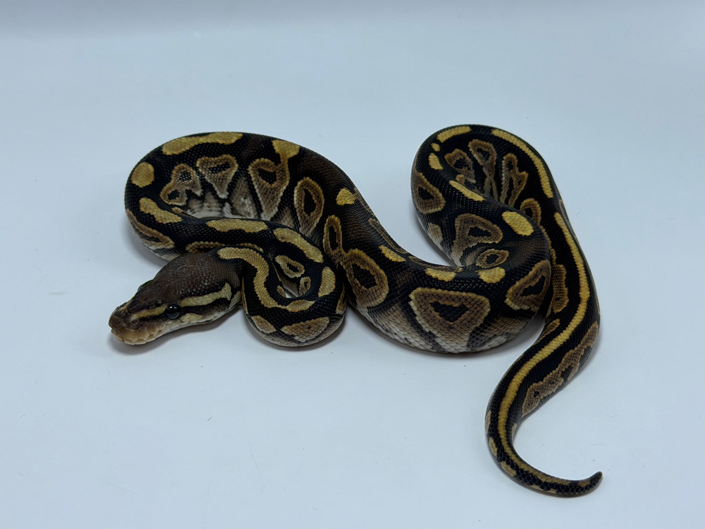 Black pastel het hypo macho