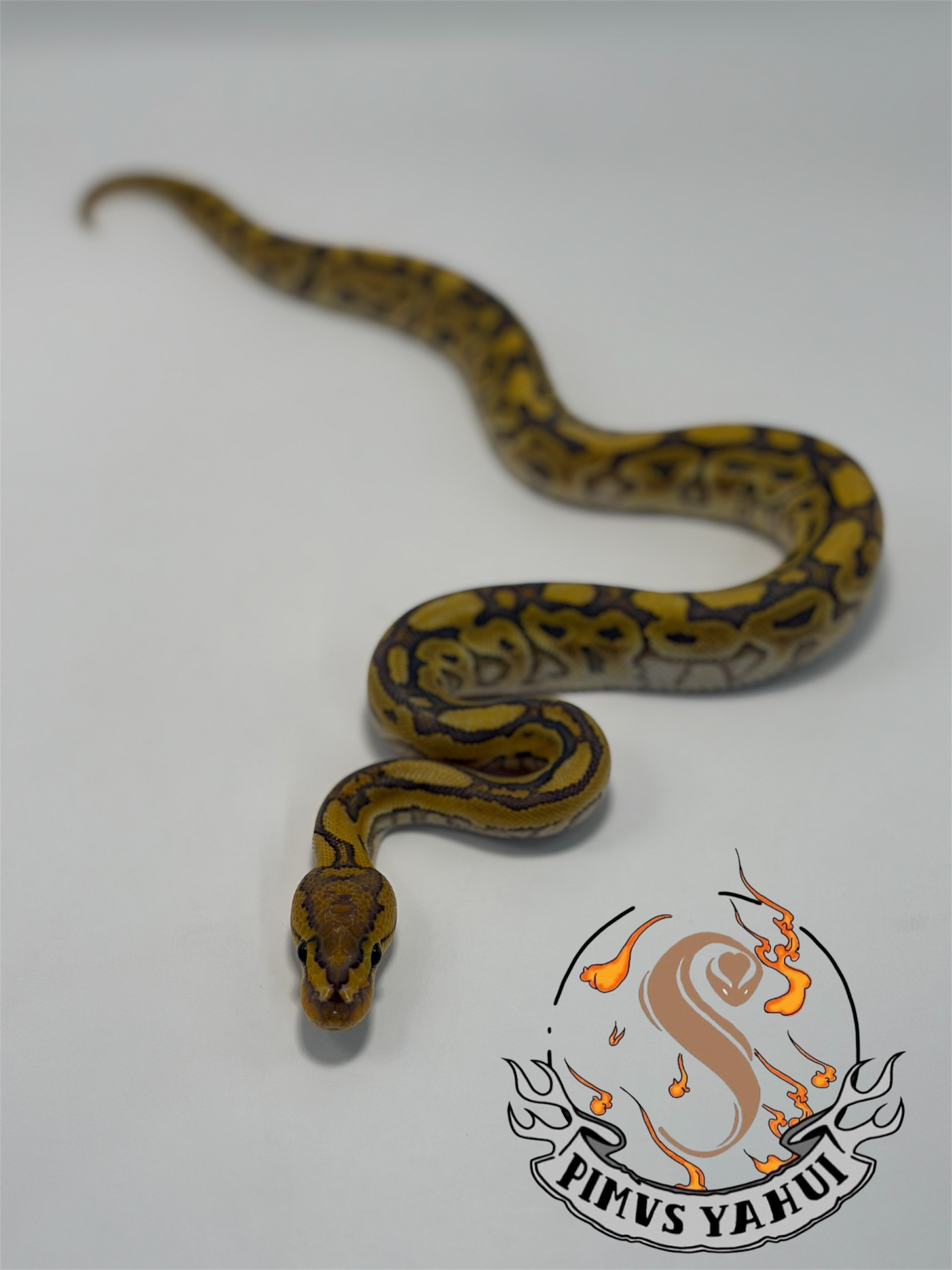 Cypress spotnose hypo crypton macho