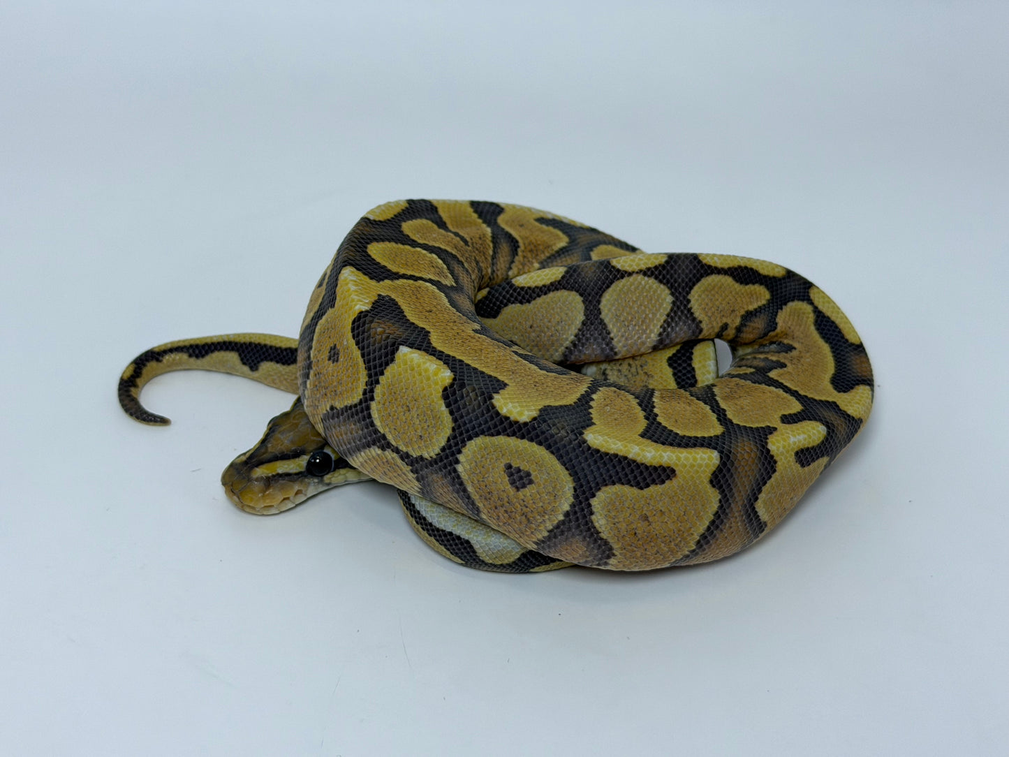 Yb hypo dg hembra