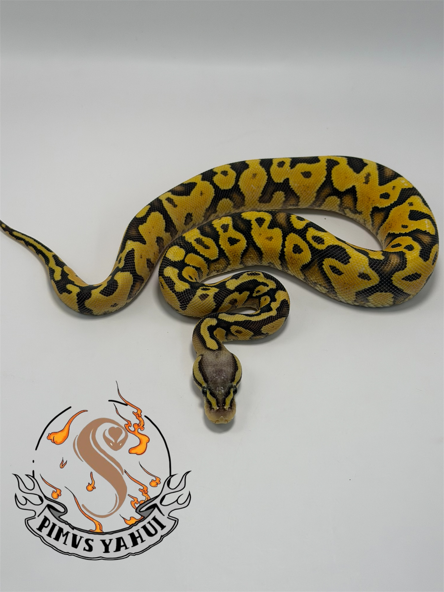 Hypo pastel yb hembra