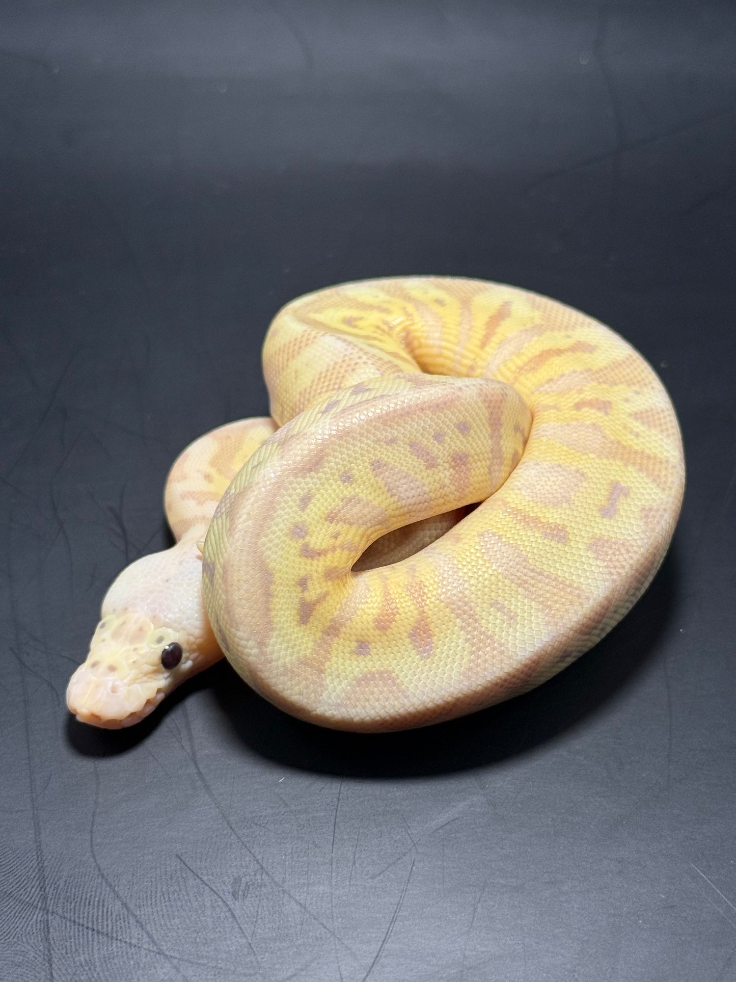 Hembra banana clown Hgw yb clown