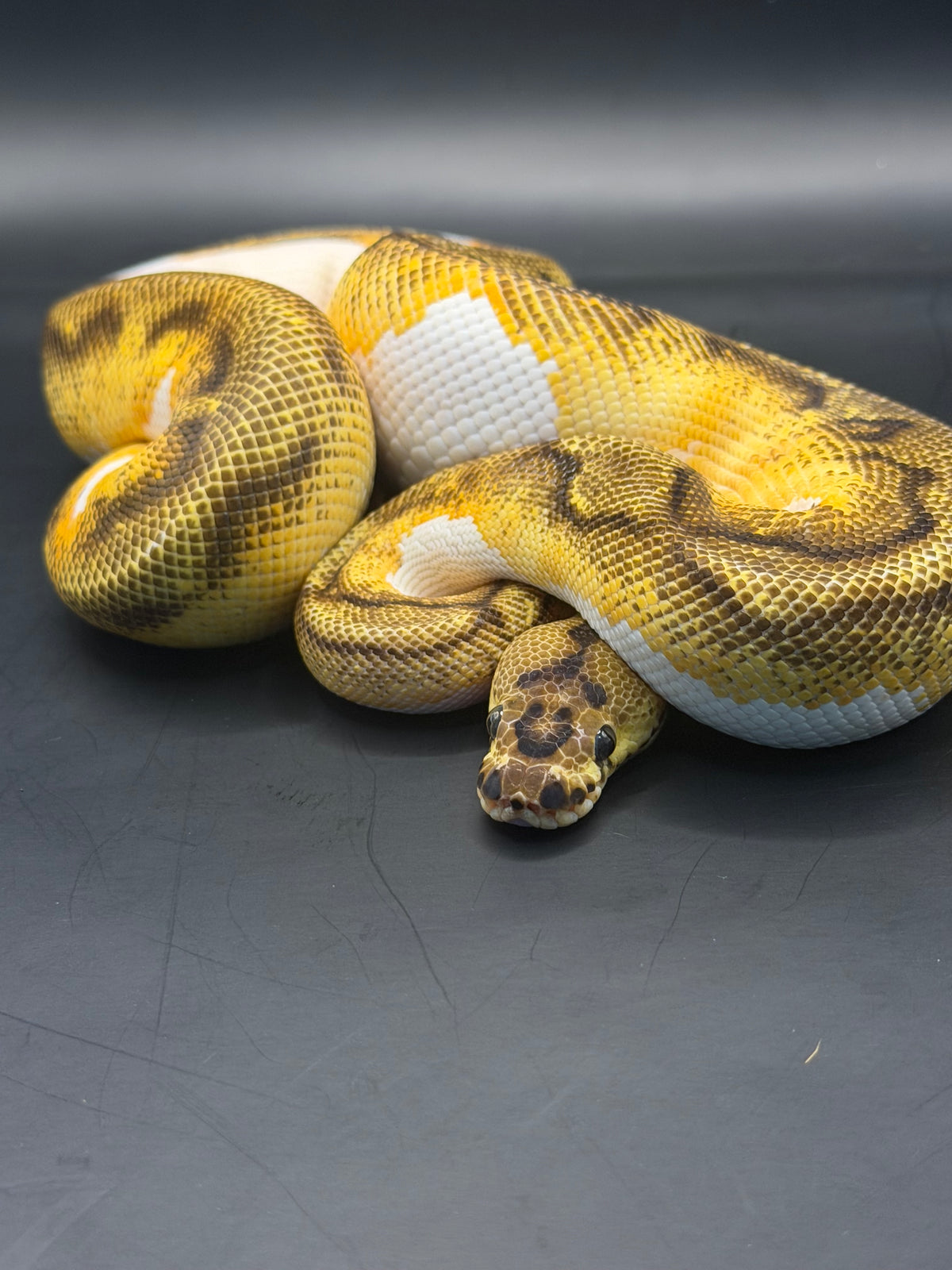 Clown pied enchi yb macho juveni