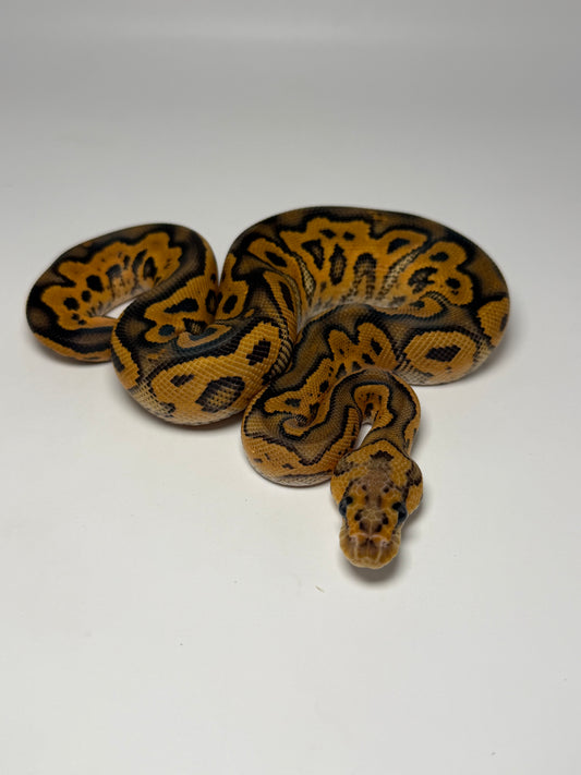 Black pastel yb clown (poss het hypo) macho