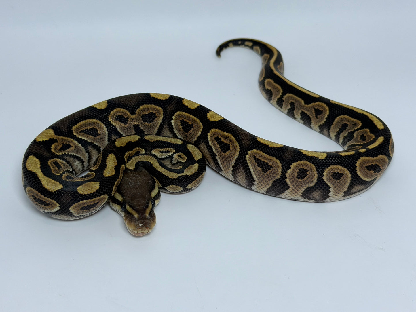 Normal het hypo macho