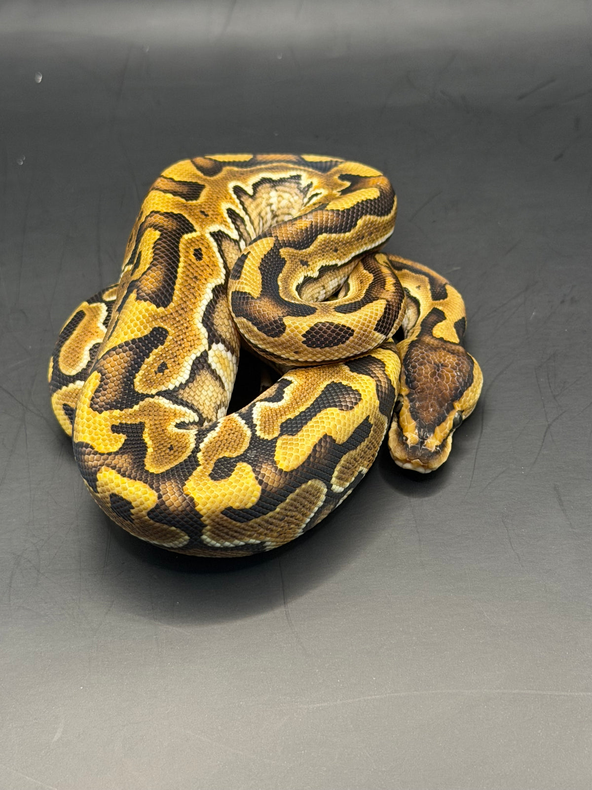 Enchi puzzle macho