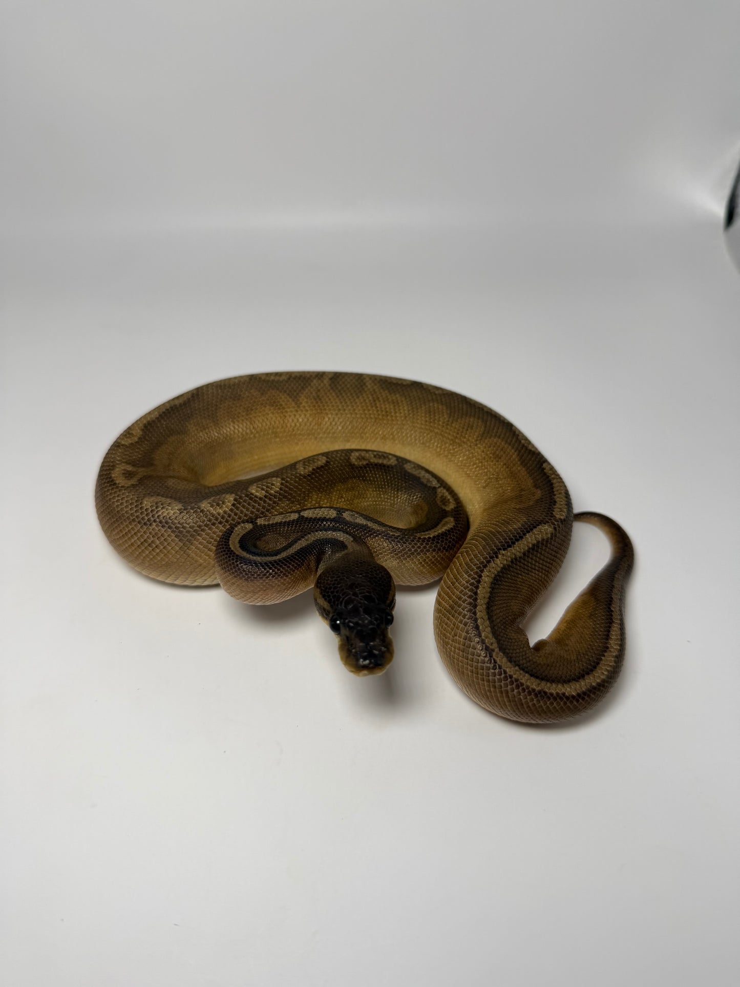 Rs Cinnamon sunset macho