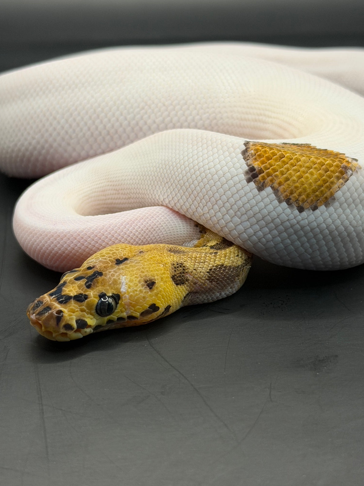 Clown pied leopard macho