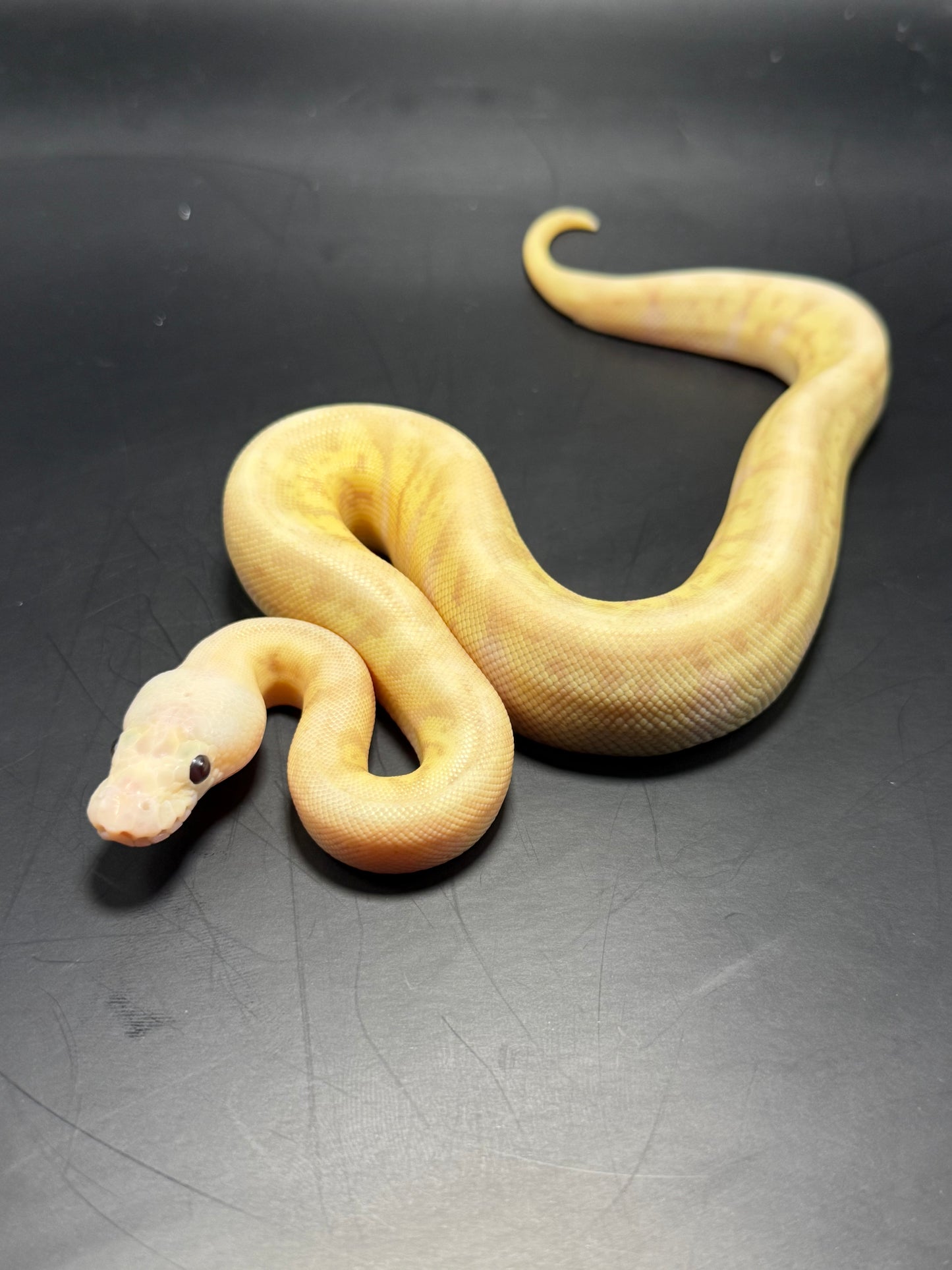 Hembra banana Hgw pastel clown