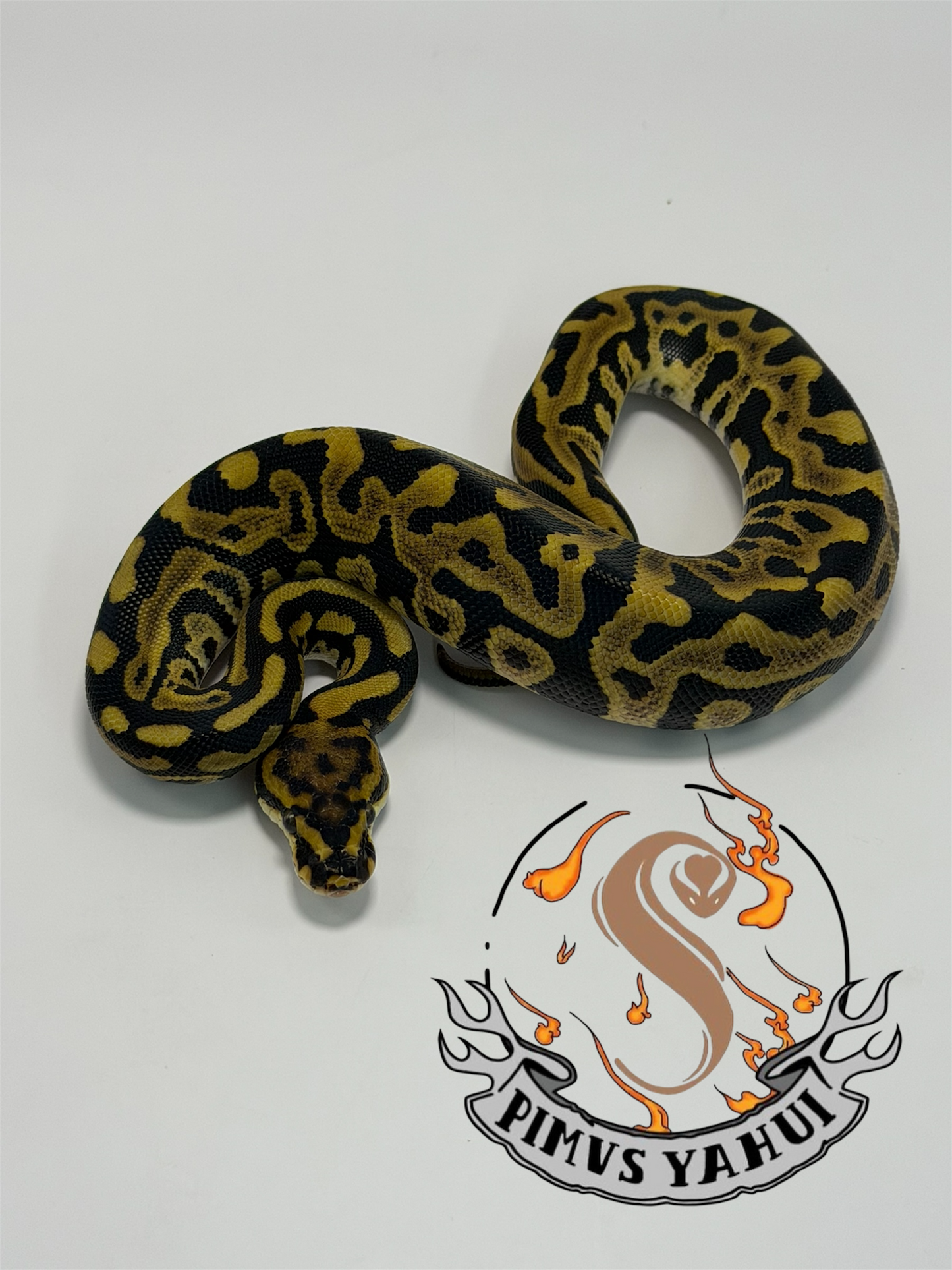 Leopard spotnose 2het sunset/clown macho