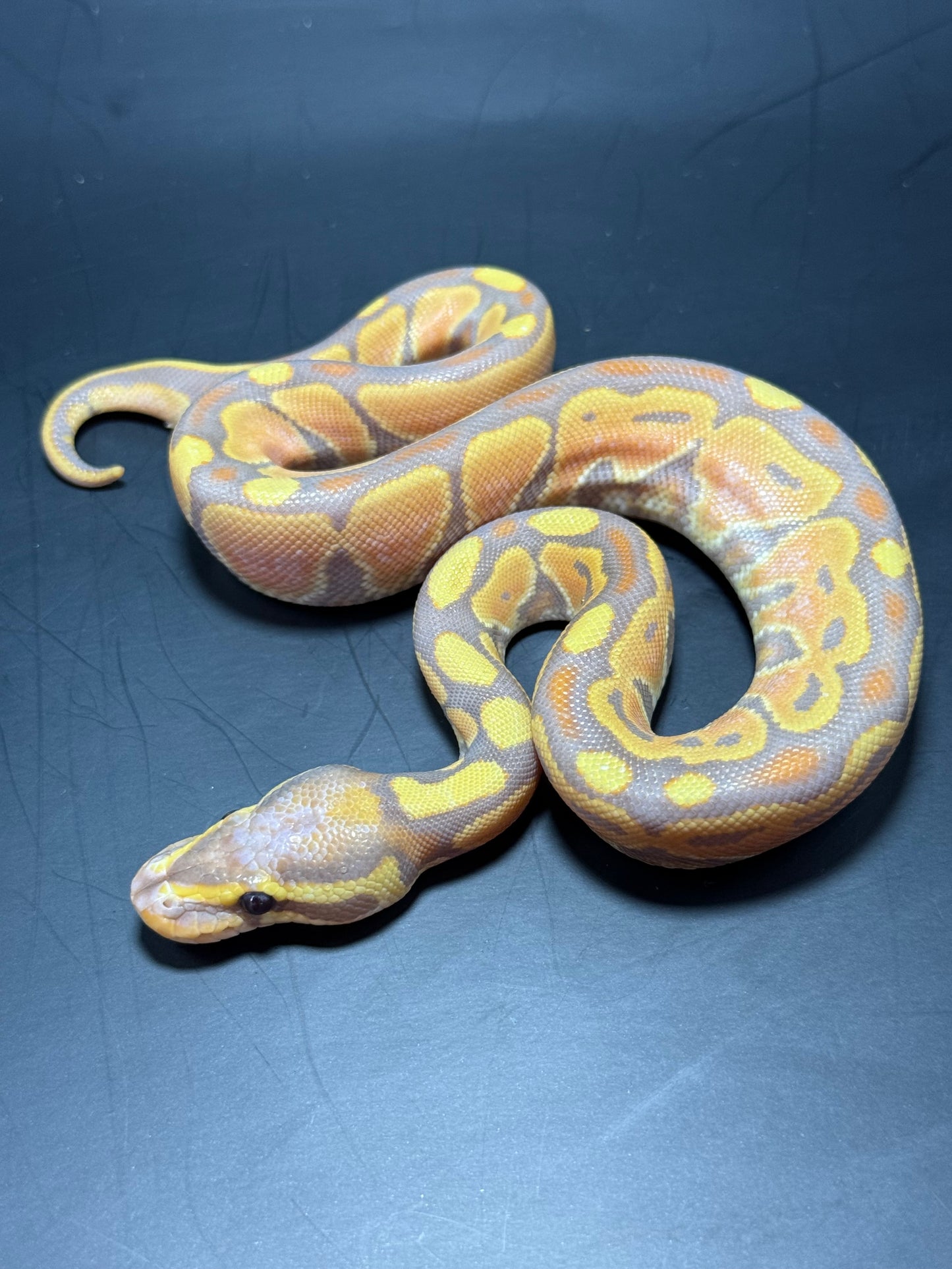 Macho banana yb het puzzle 🧩