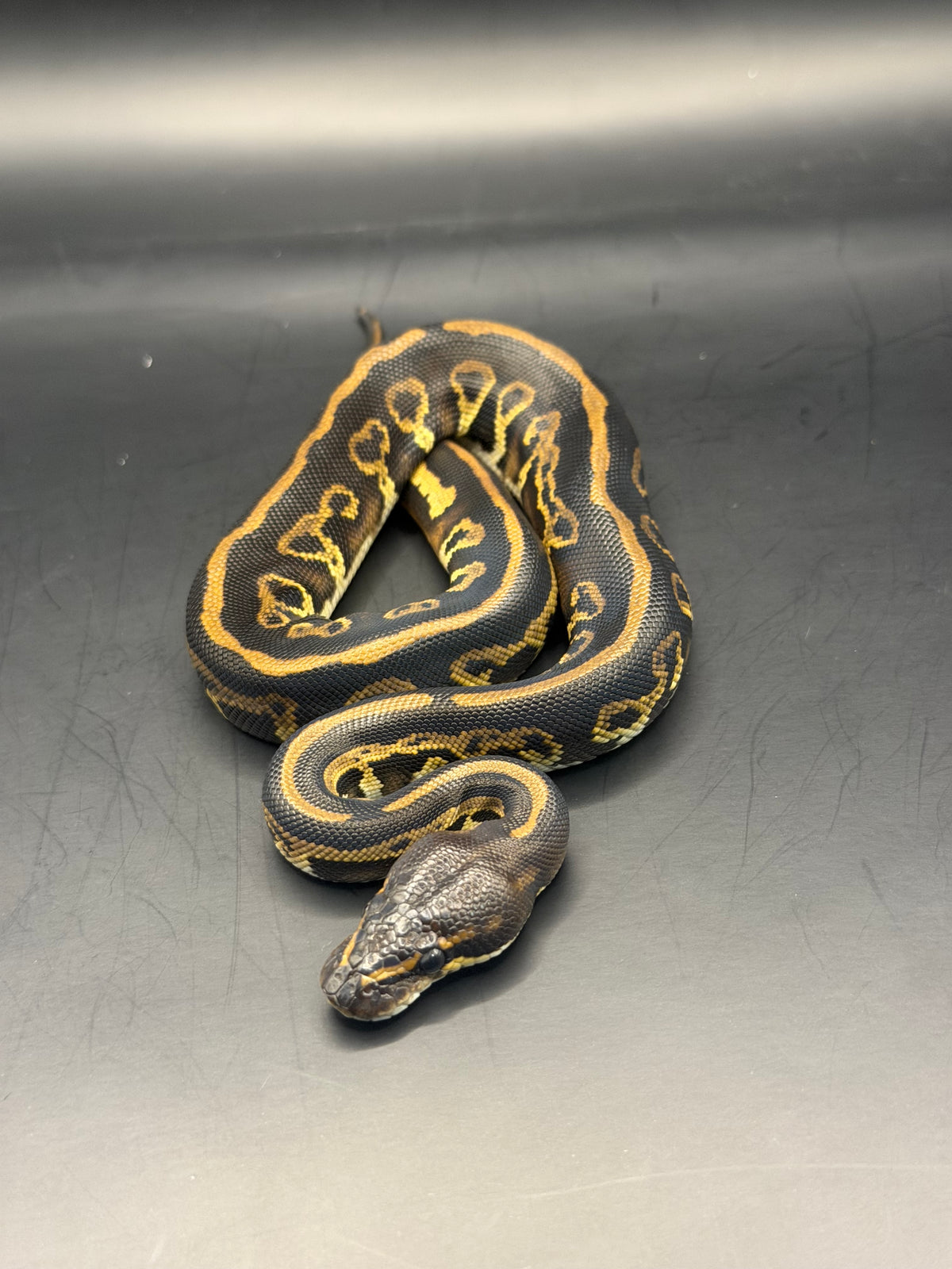Leopard black head het clown/dg macho