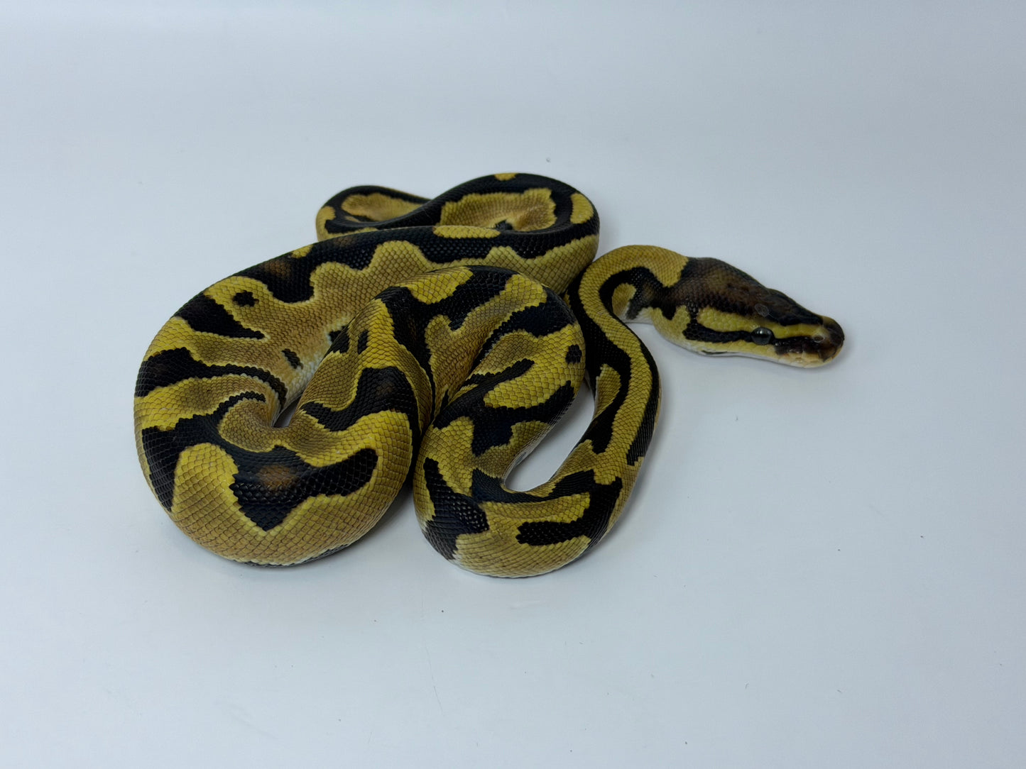 Fire yb 2het pied/clown hembra