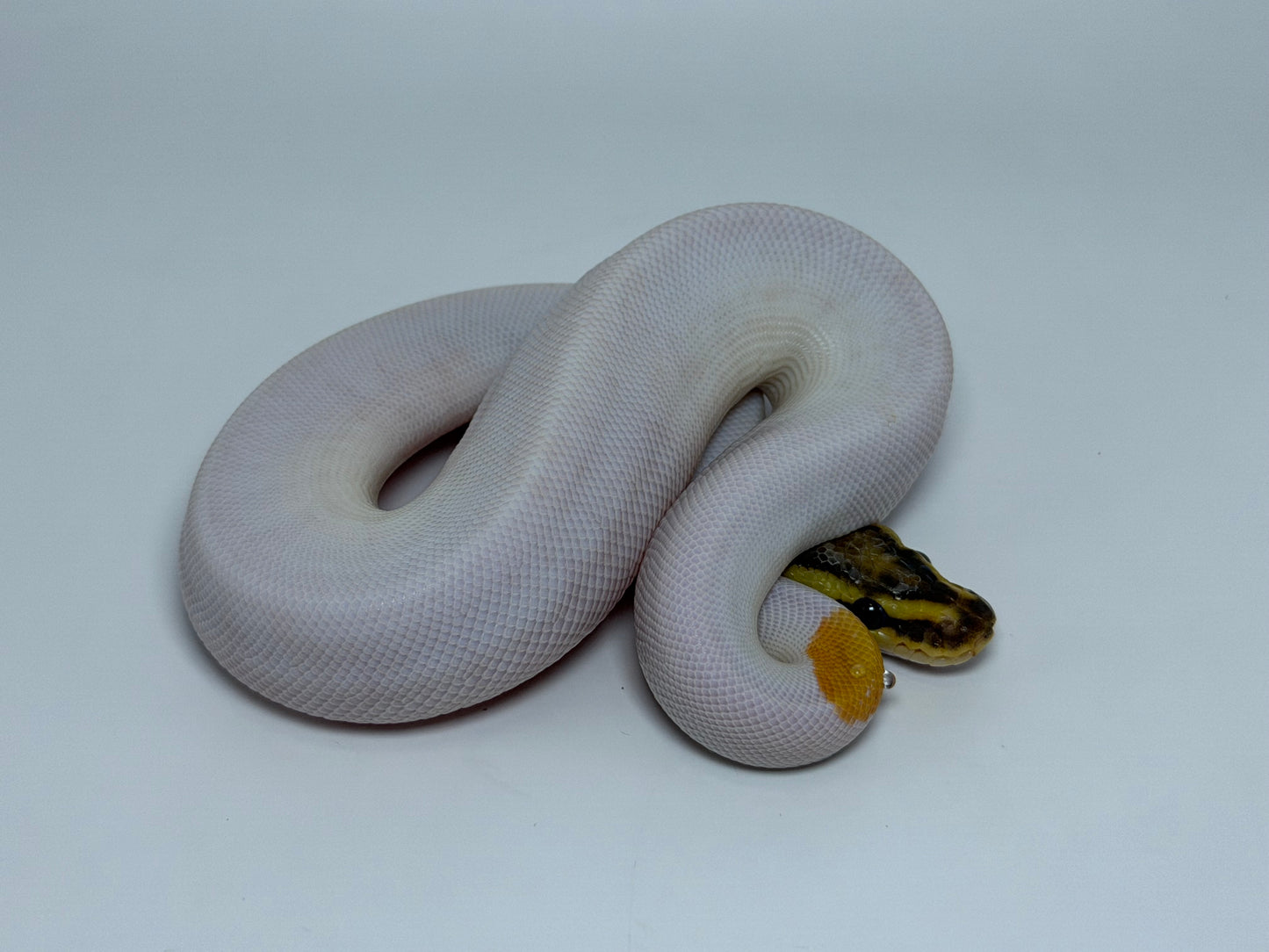 Od fire pied het clown macho