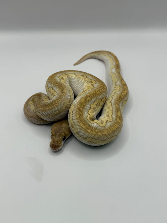 Black head nuclear clown macho