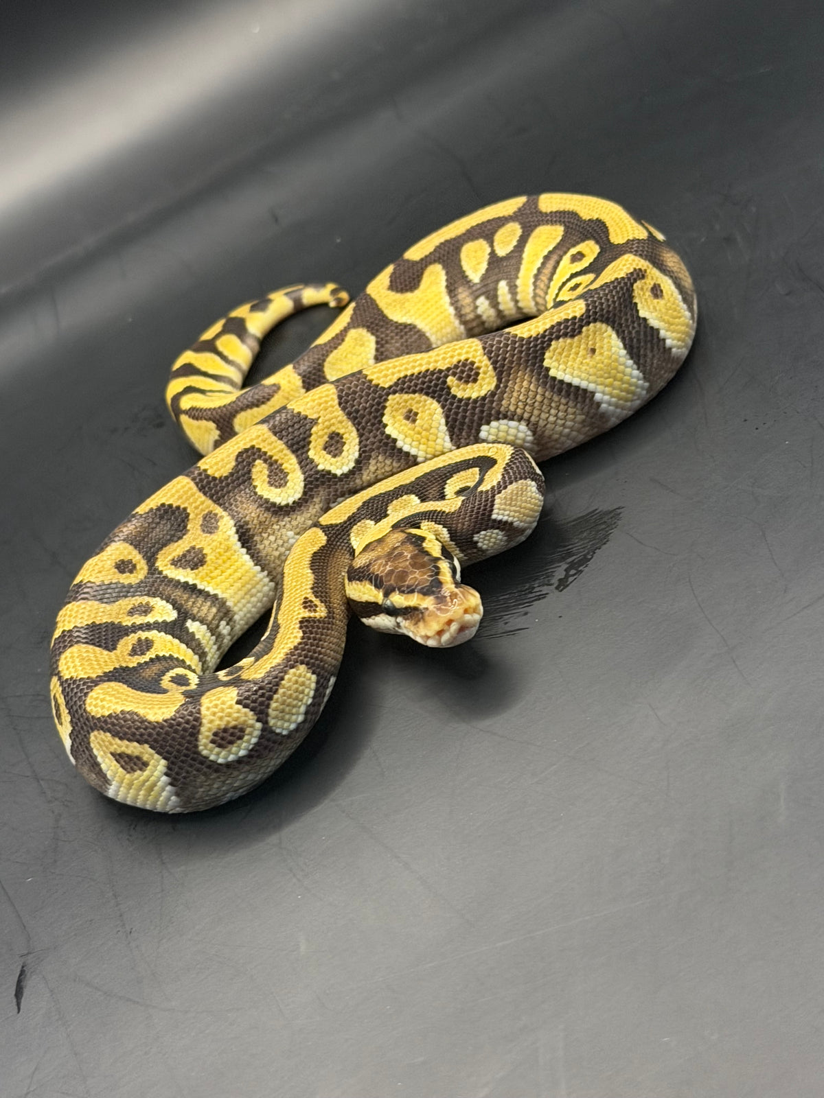 Pastave enchi yb 2het dg/clown macho