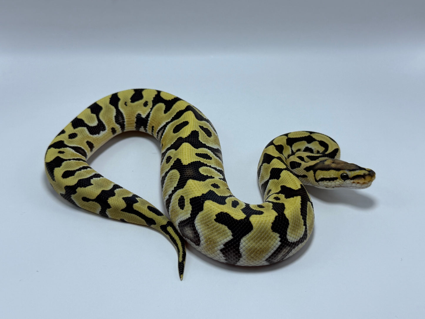 Dg crypton macho