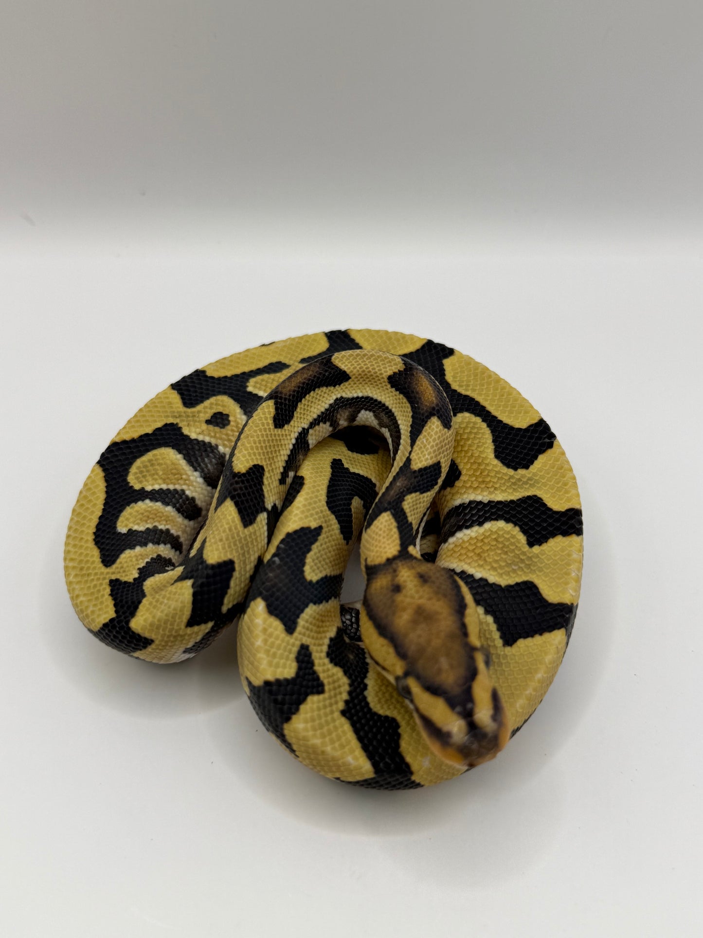 Dg het clown o cryptic macho
