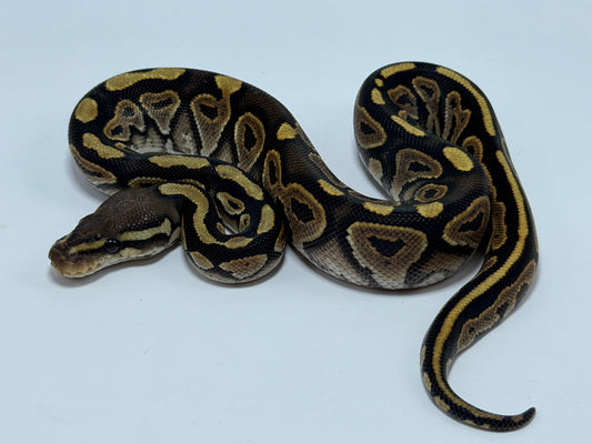 Black pastel het hypo macho