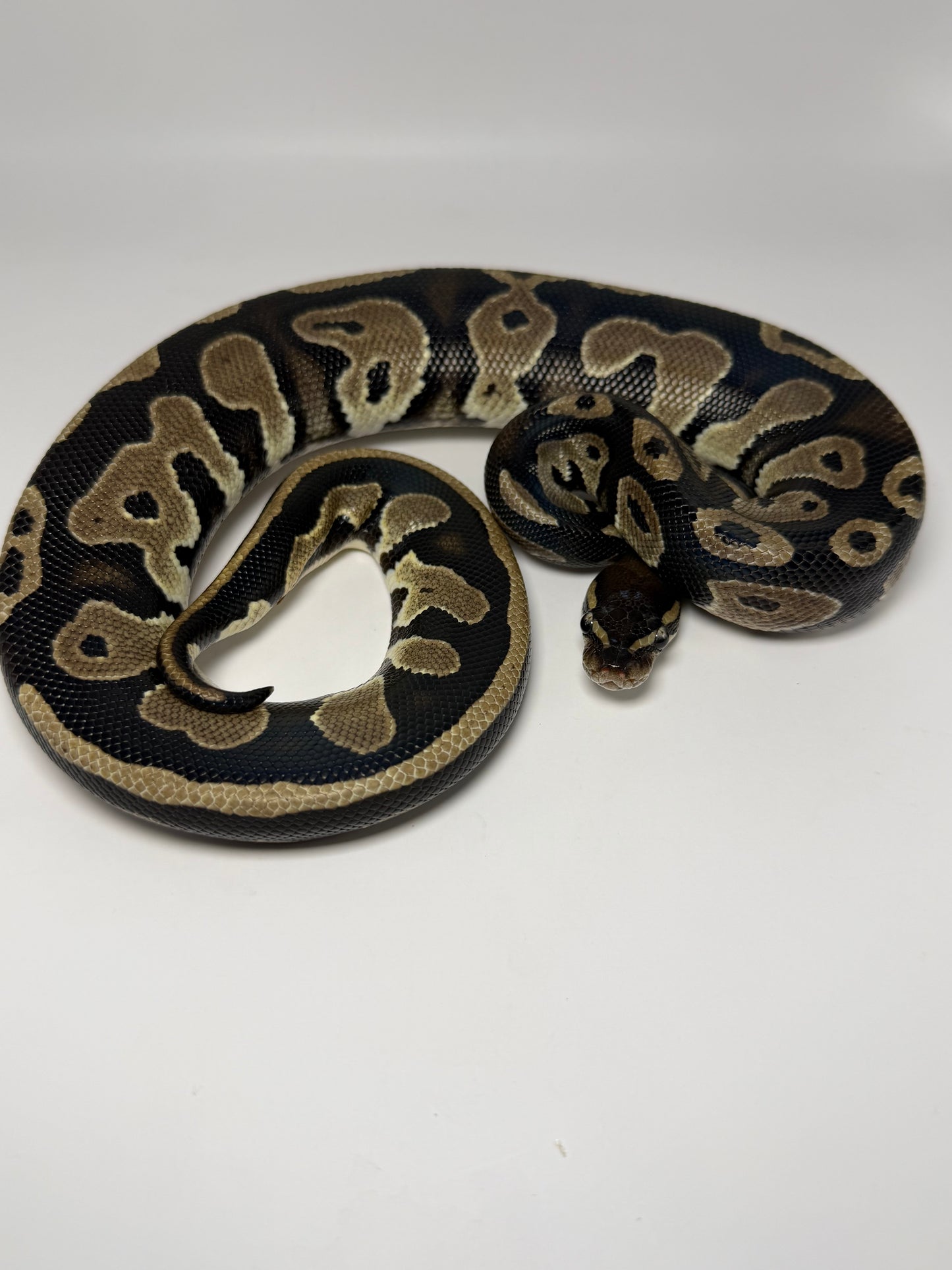 Black head het pied hembra