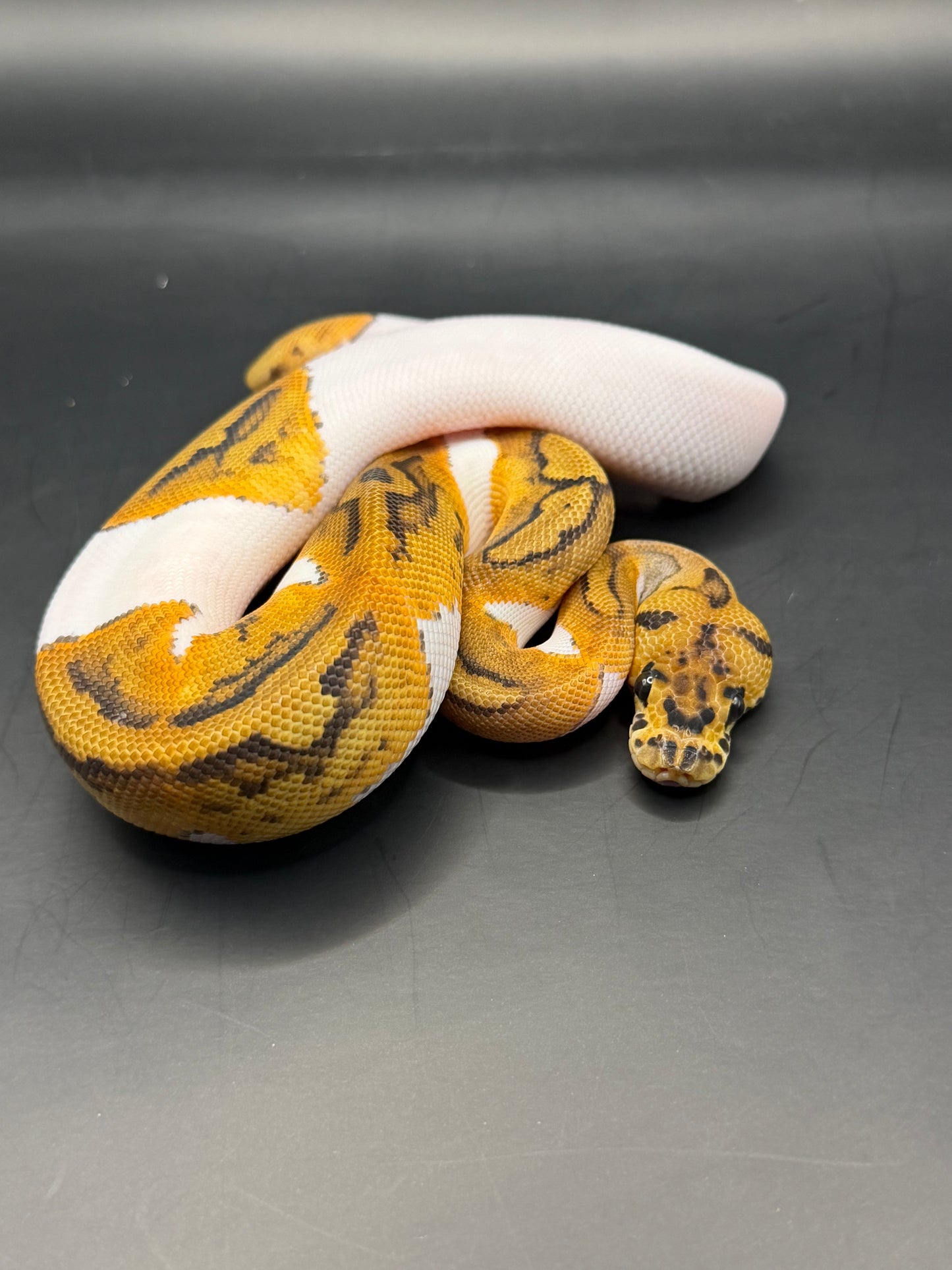 Clown pied yb hembra