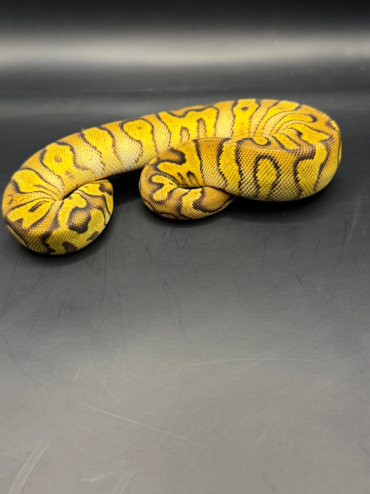 Enchi pastel stranger clown hembra