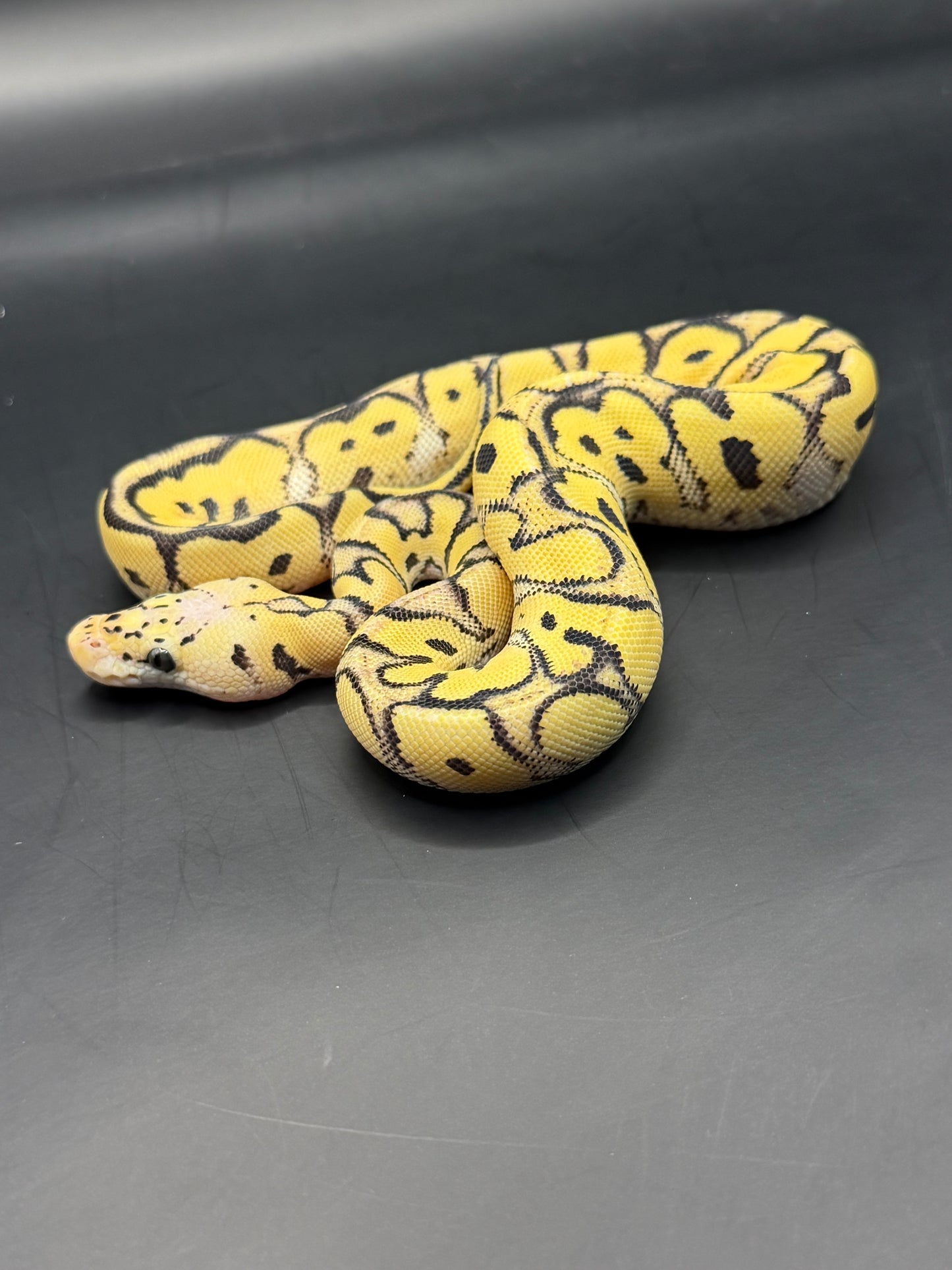 Pastel dg clown hembra