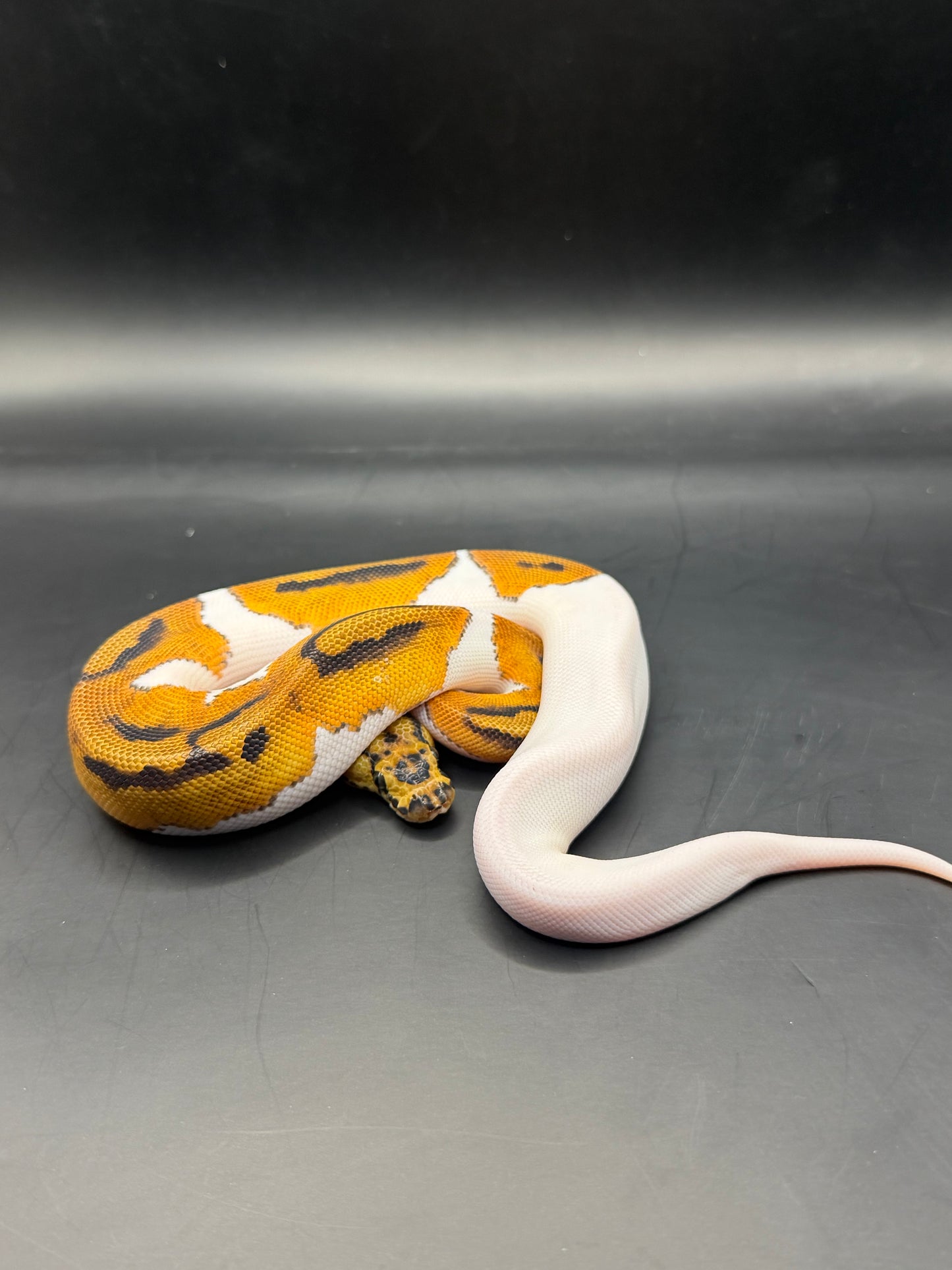 Od clown pied hembra