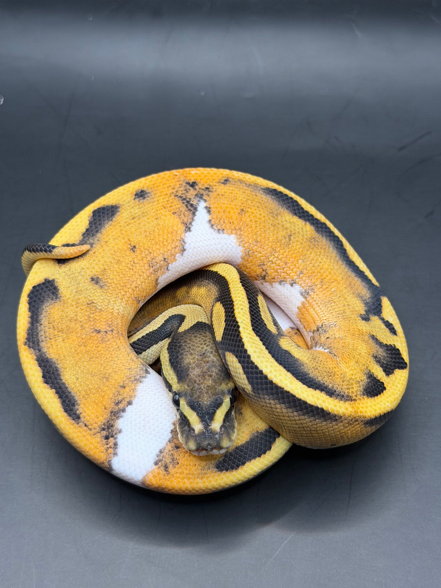Dg pied hembra
