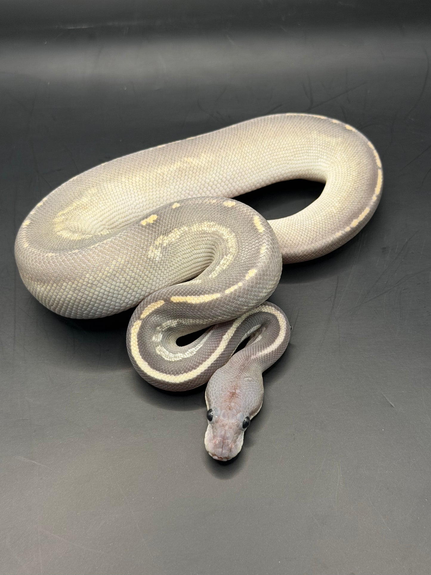 Hypo Mojave bh black pastel macho