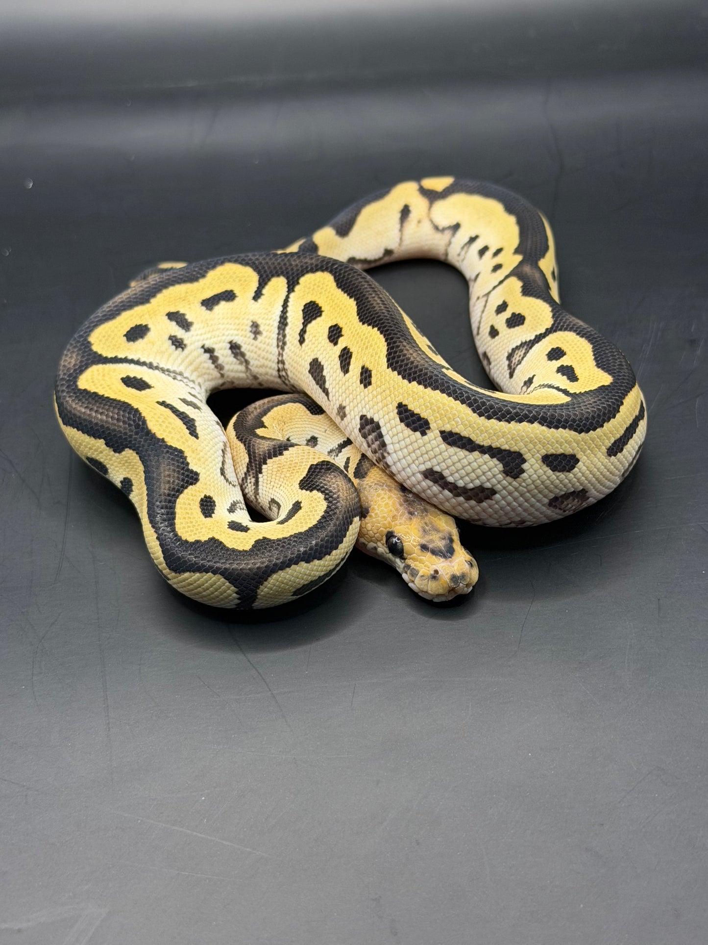 Dg clown het pied (test RGI) hembra