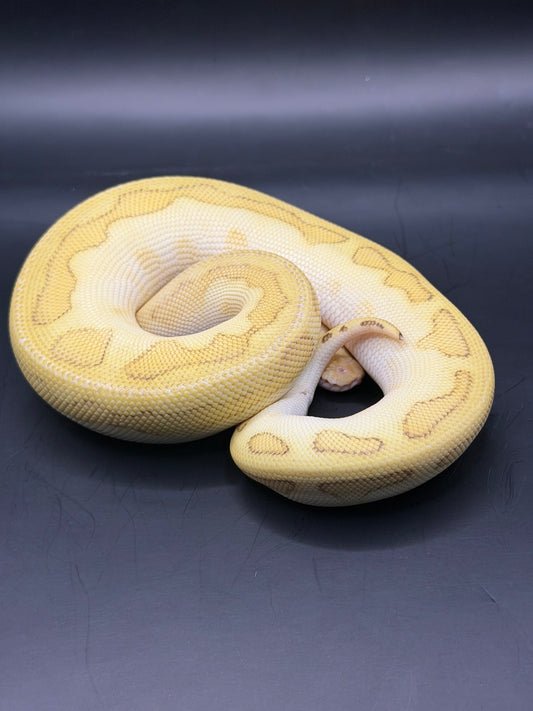 Clown gs chocolate pastel hembra