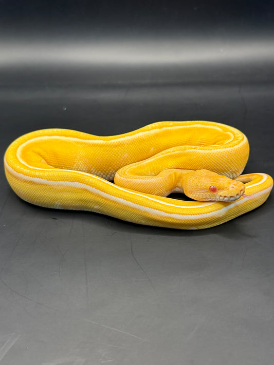 Albino enchi gs het clown macho