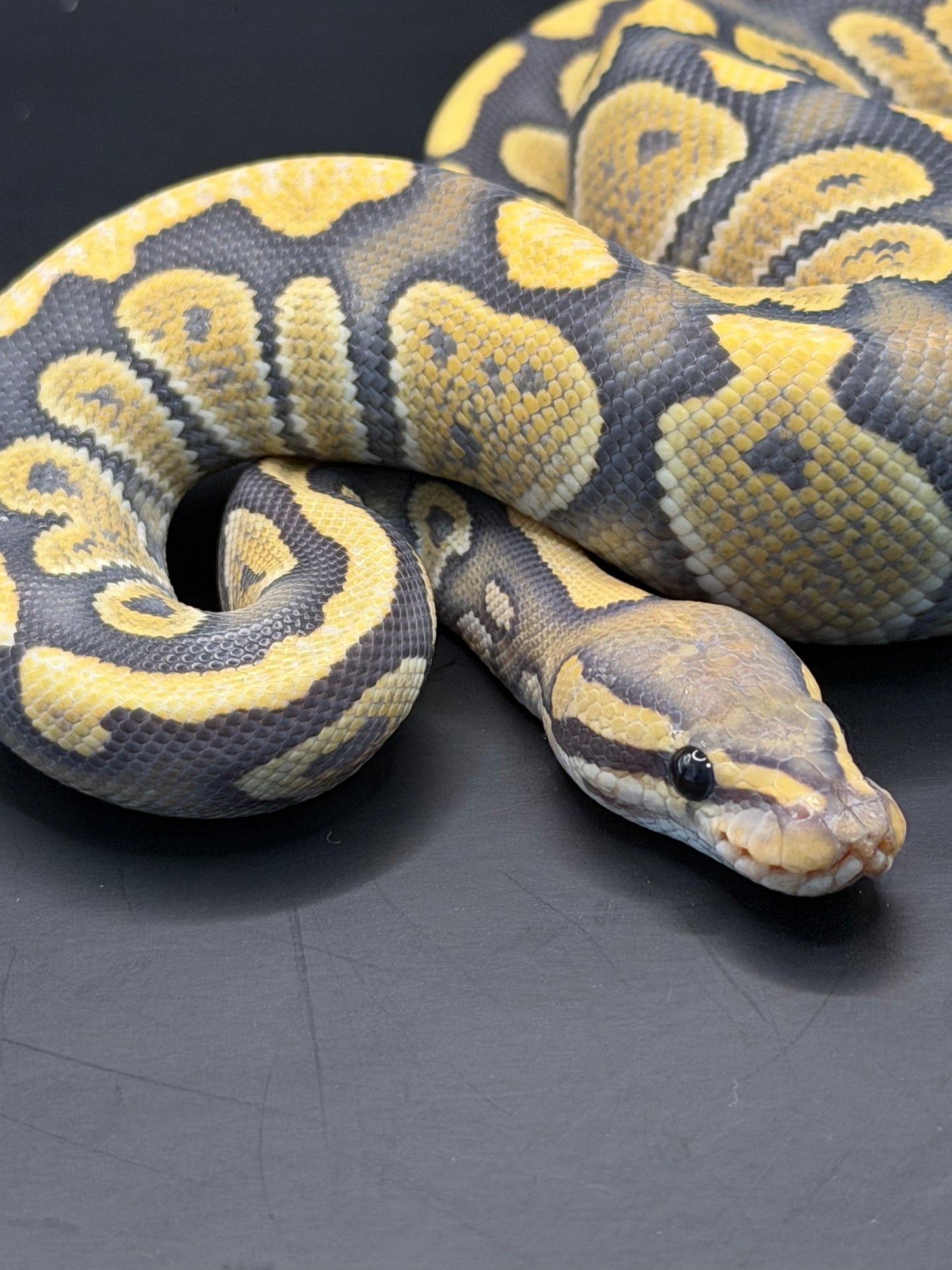 Chocolate dg hypo macho