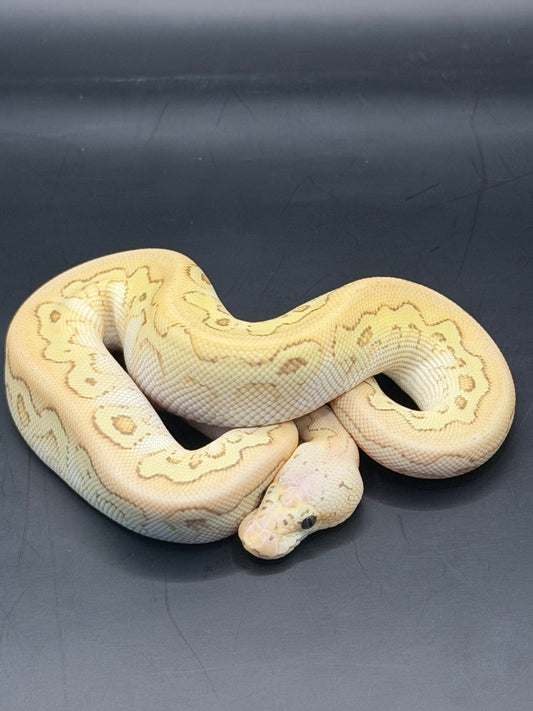 Banana pastel lesser yb clown hembra