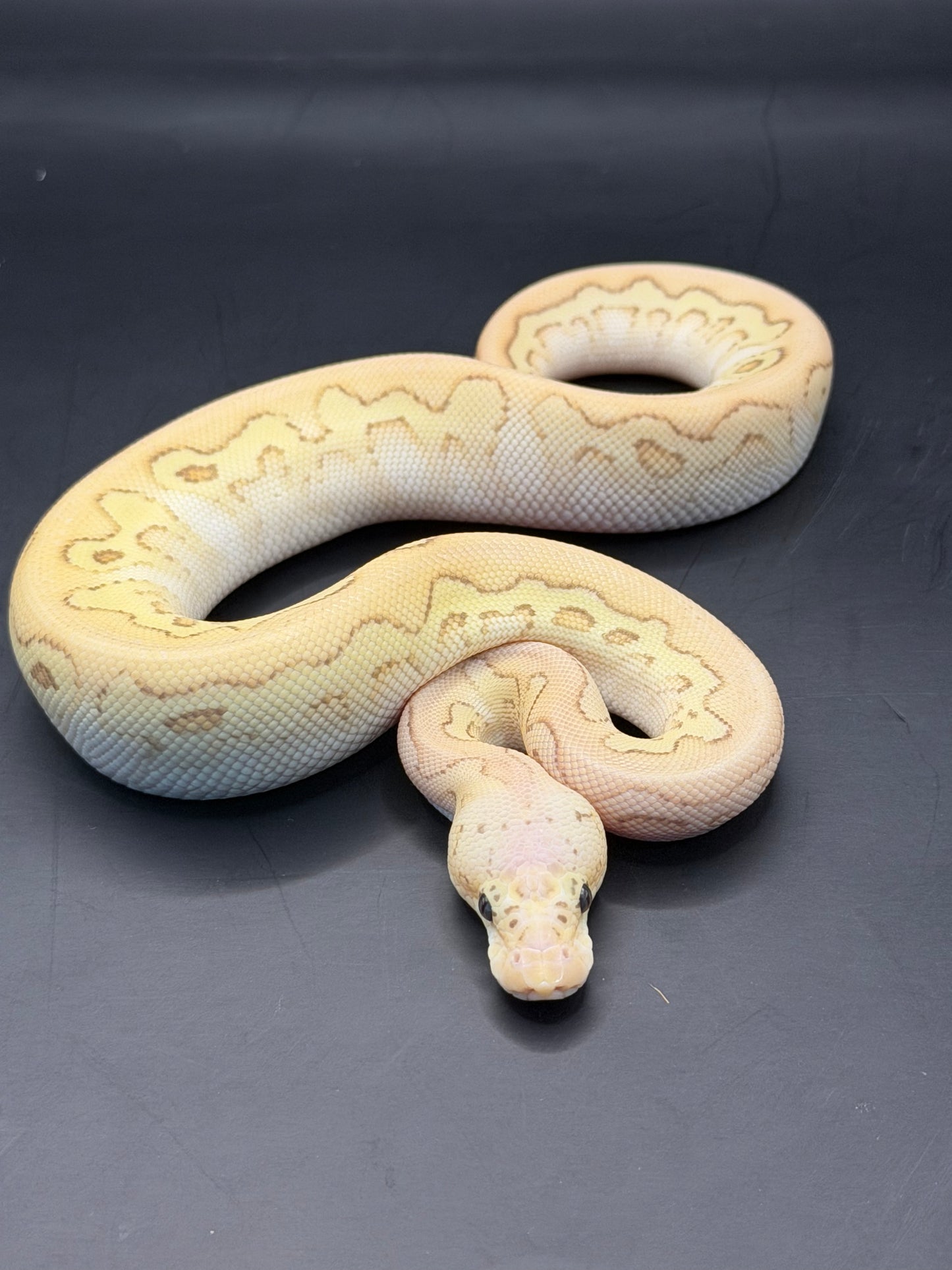 Banana pastel lesser yb clown hembra