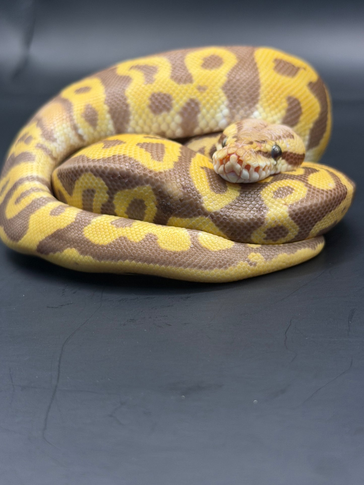 Leopard ultramel het clown (test RGI) hembra