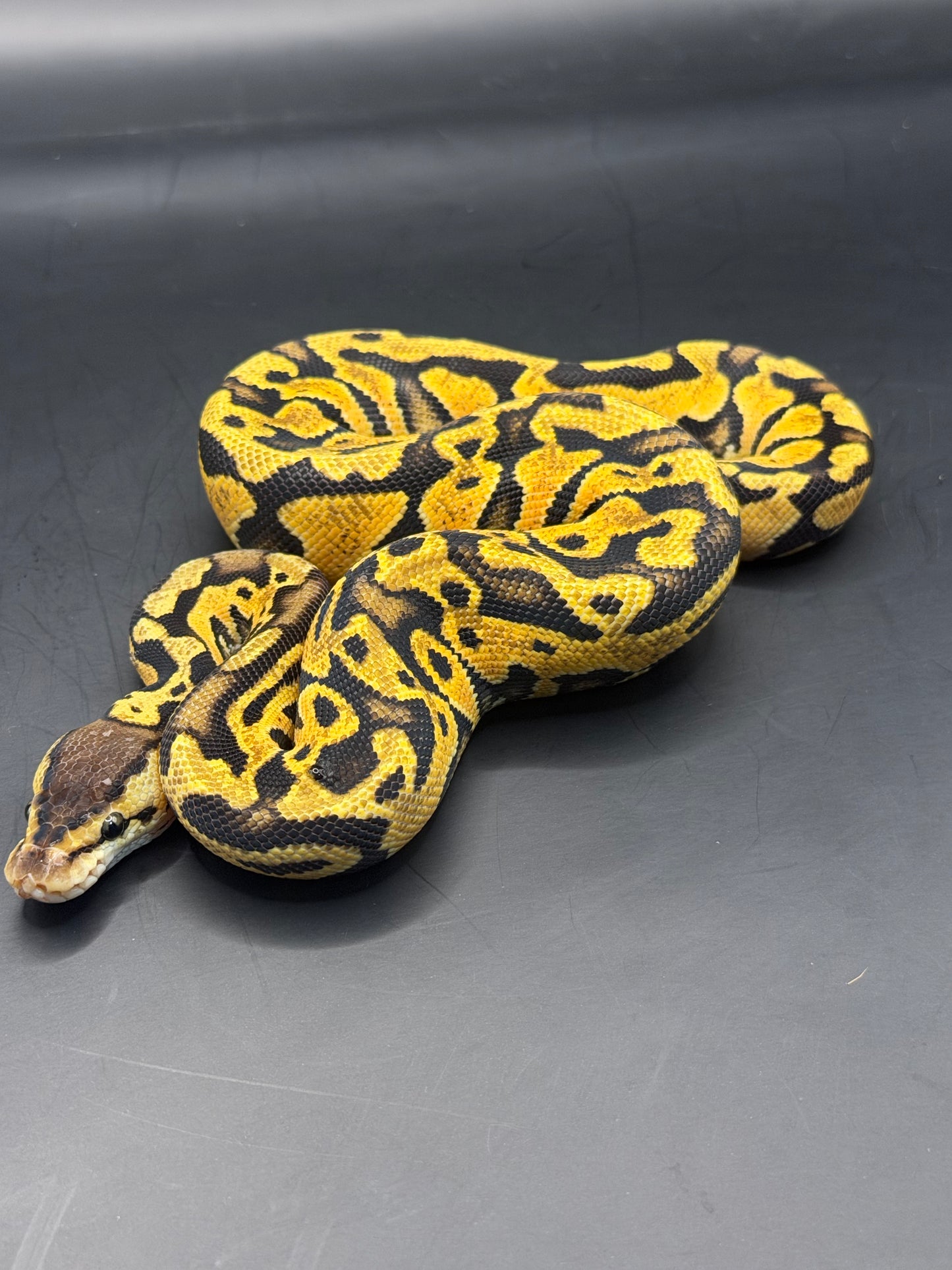 Pastel puzzle hembra (test RGI)
