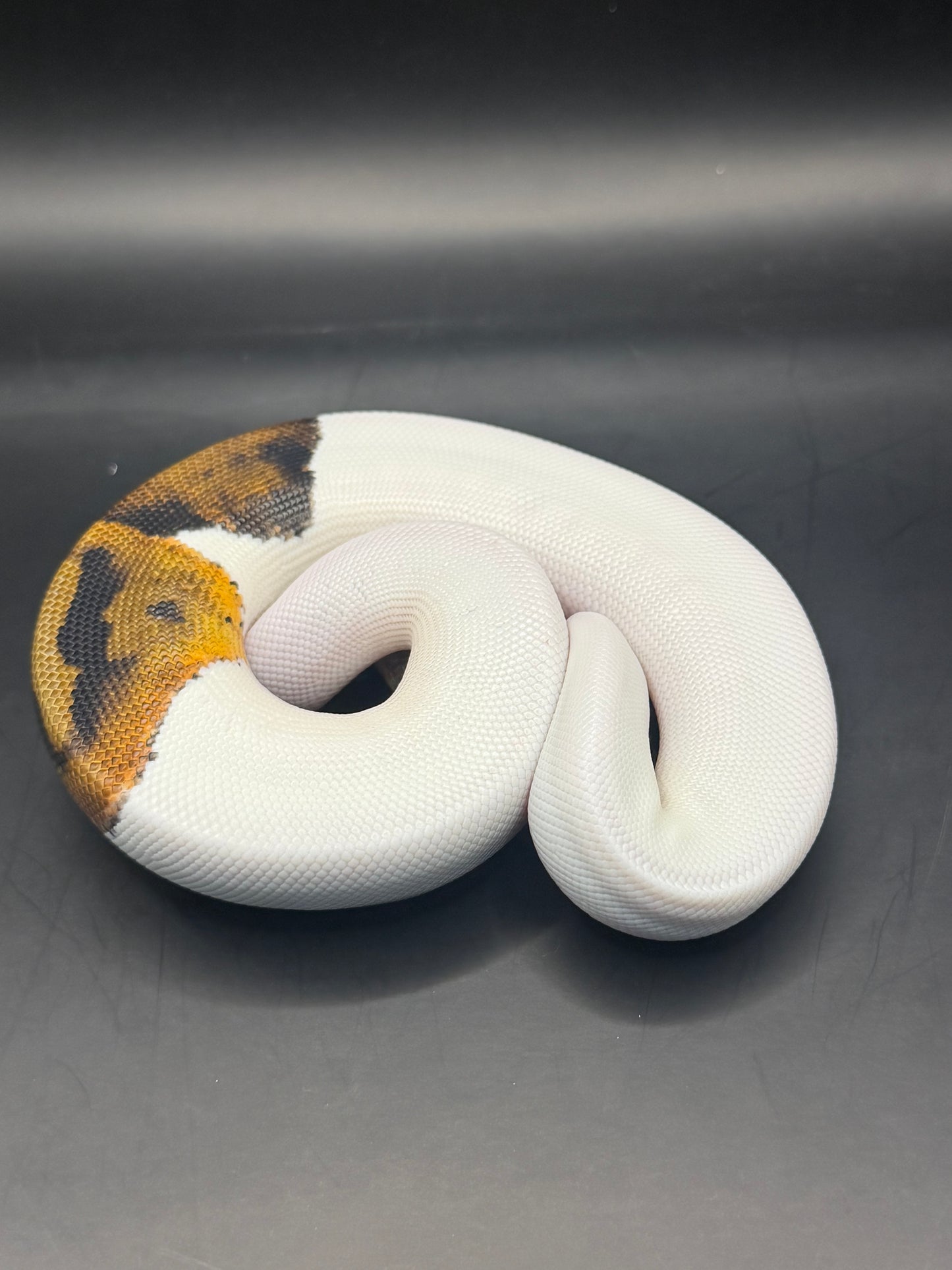 Pied het dg hembra