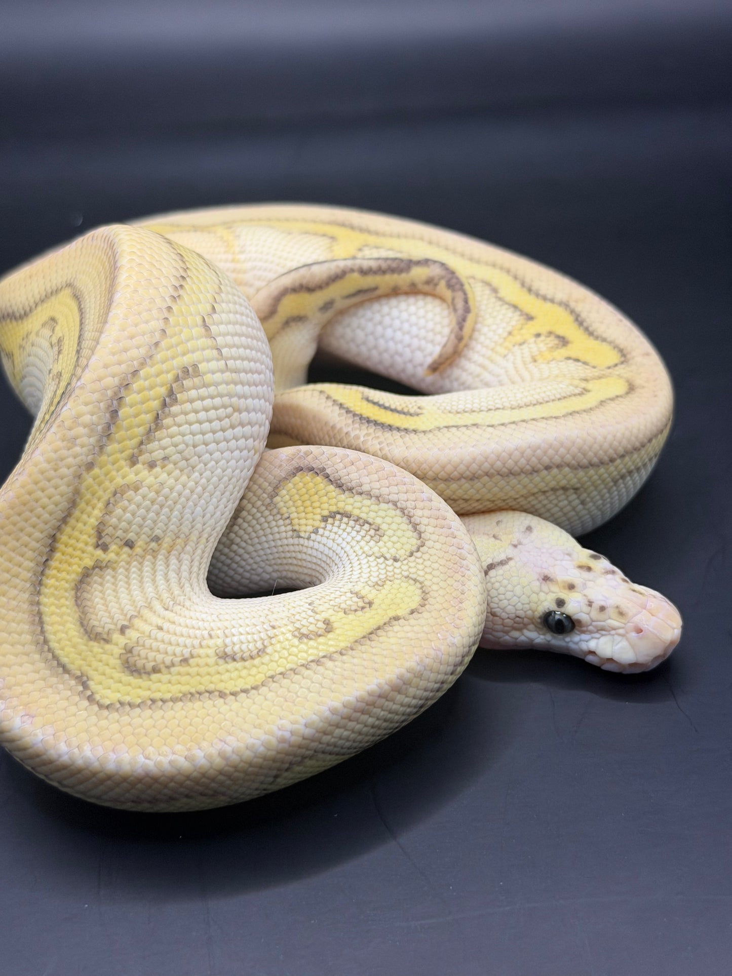 Clown stranger lesser pastel macho