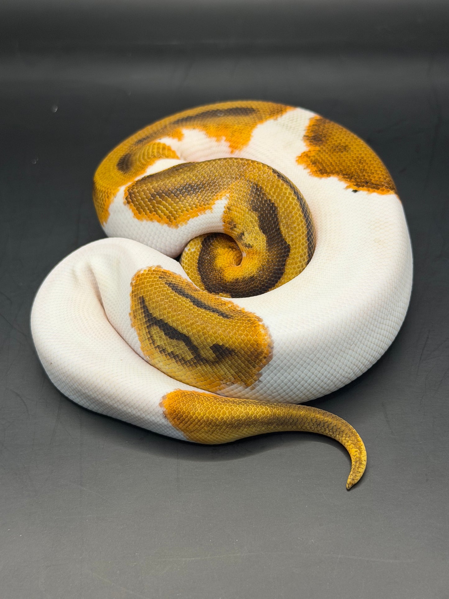 Enchi pied het clown hembra