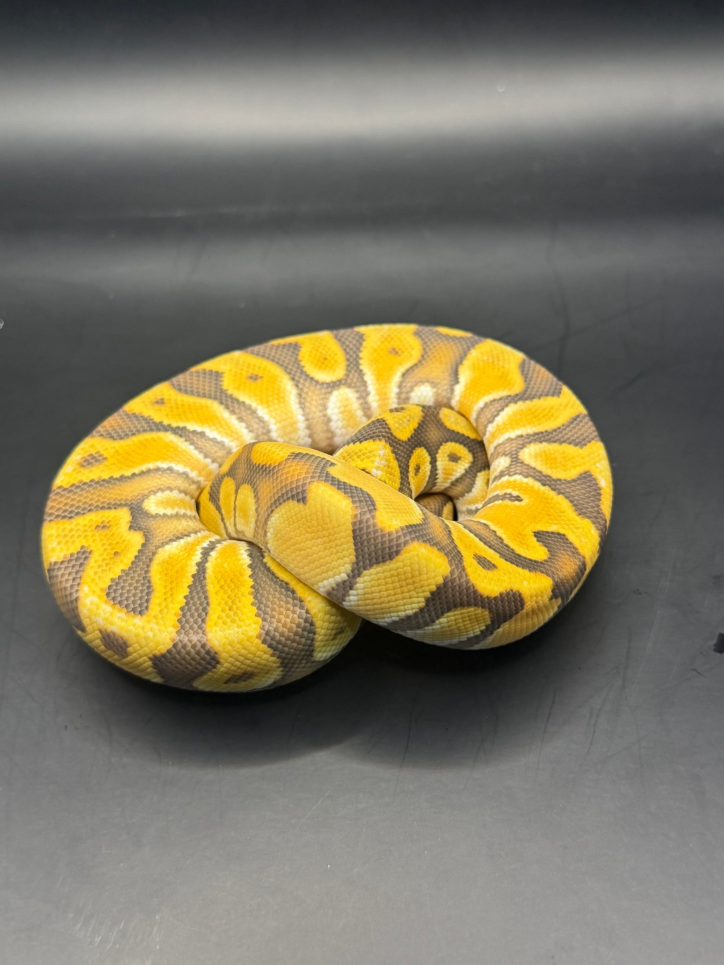 Hypo enchi od het pied macho