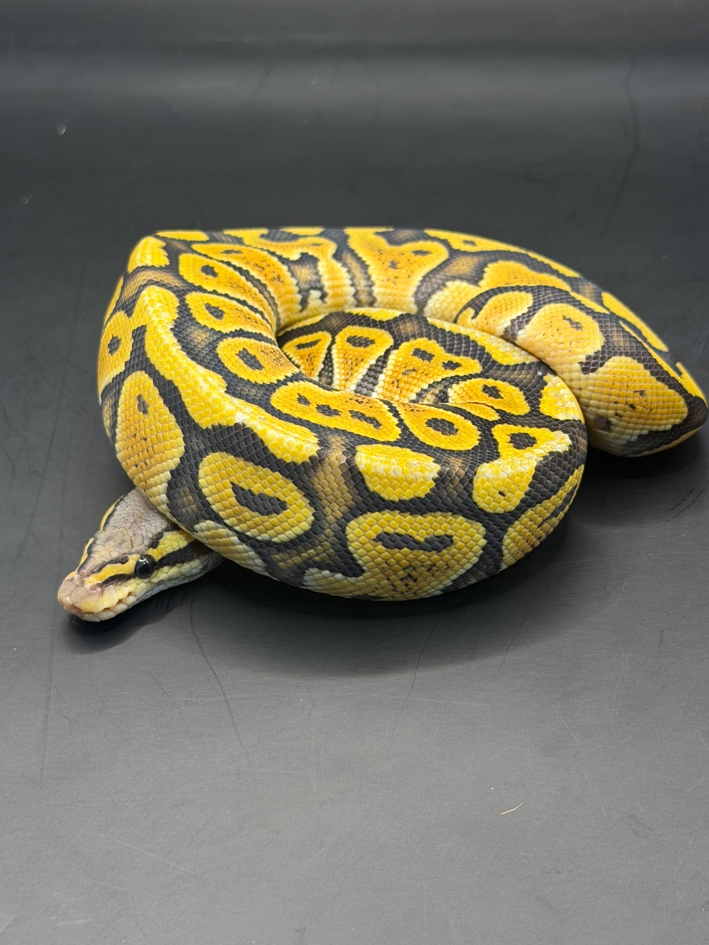 Pastel hypo het clown (test RGI) hembra