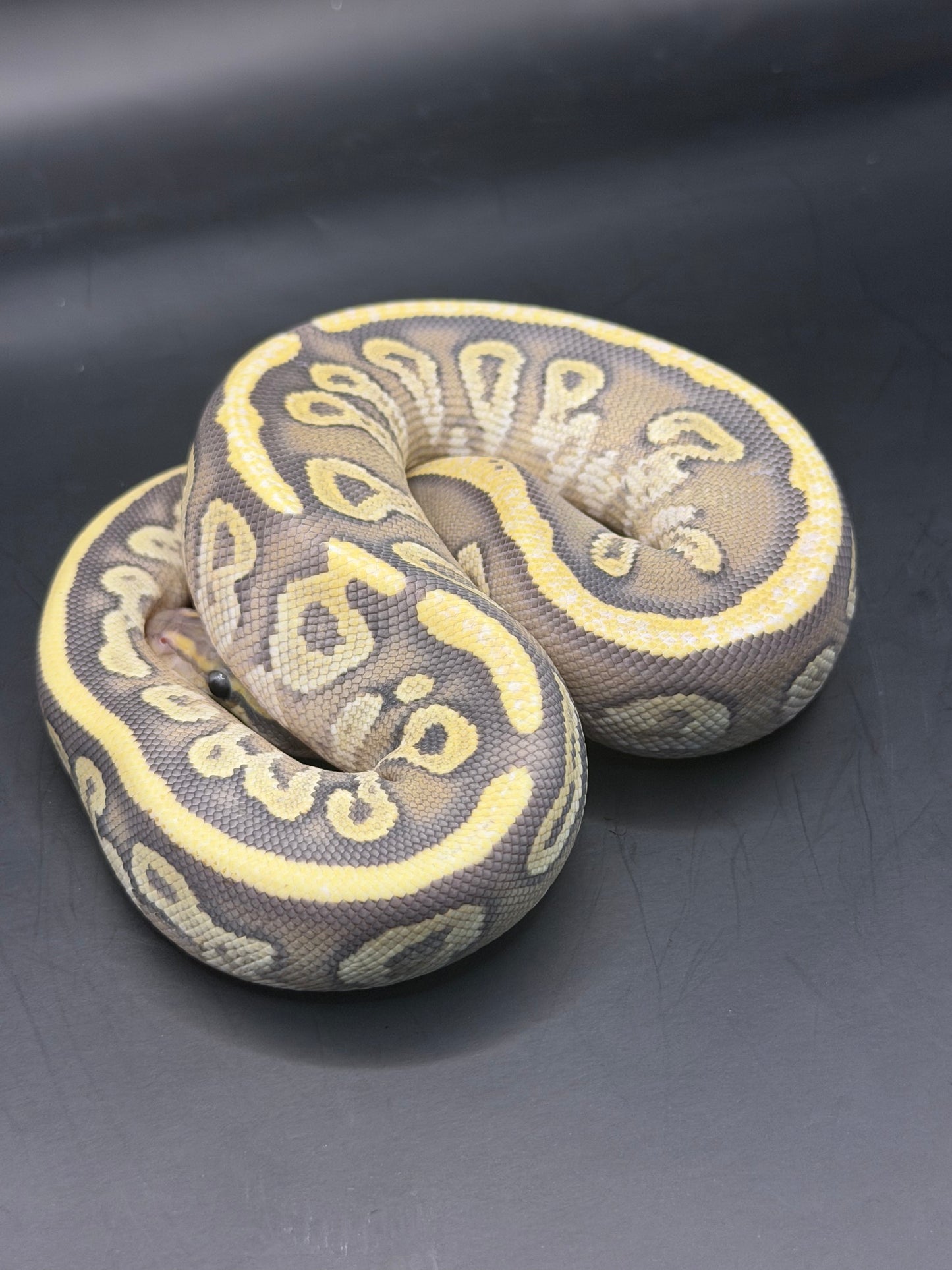 Vainilla Mojave hypo het pied (test RGI) hembra