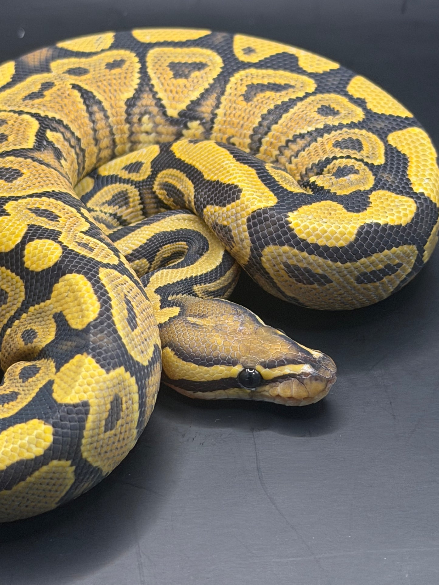 Yb hypo hembra