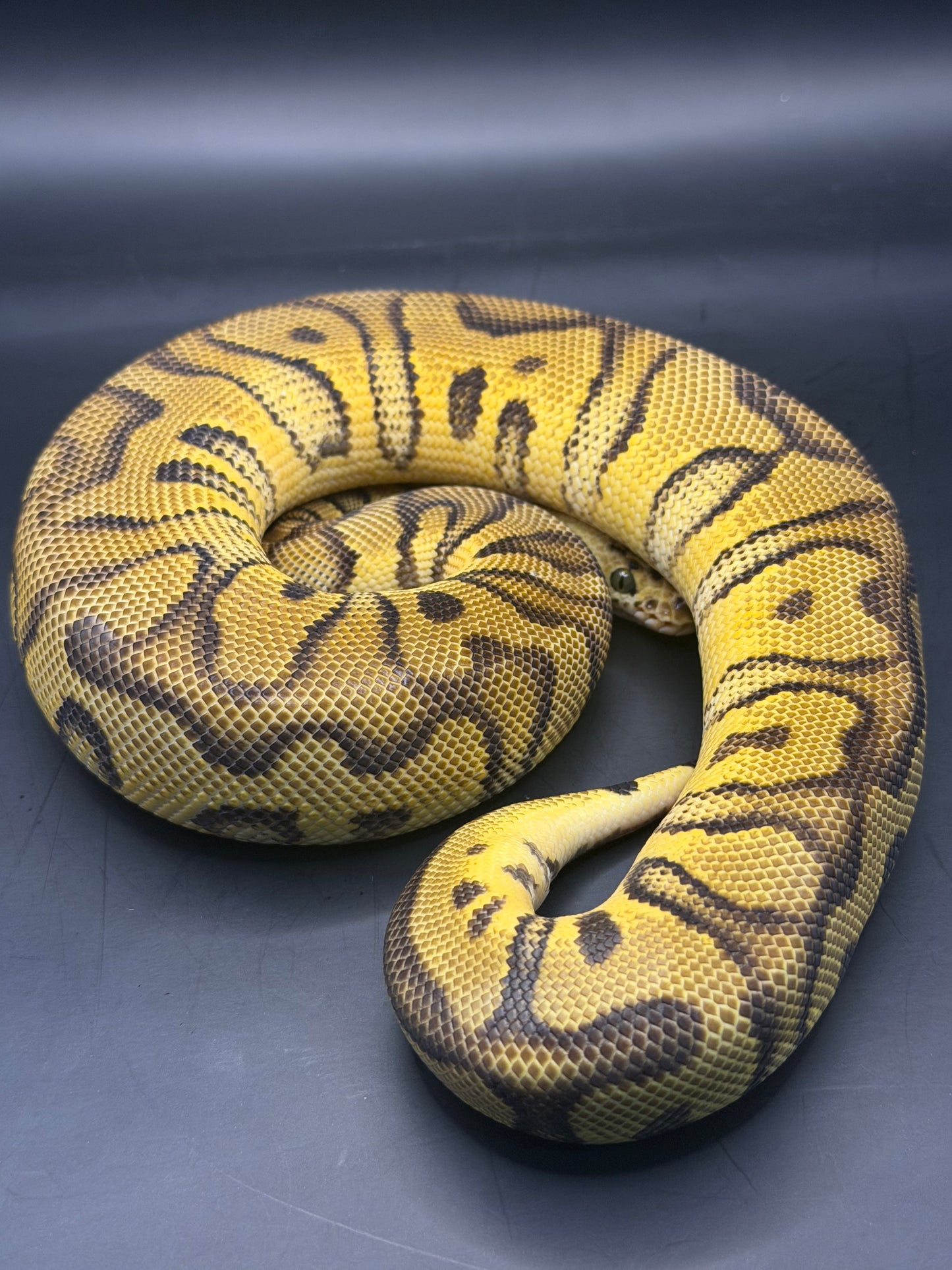 Pastel enchi stranger clown +300gr macho